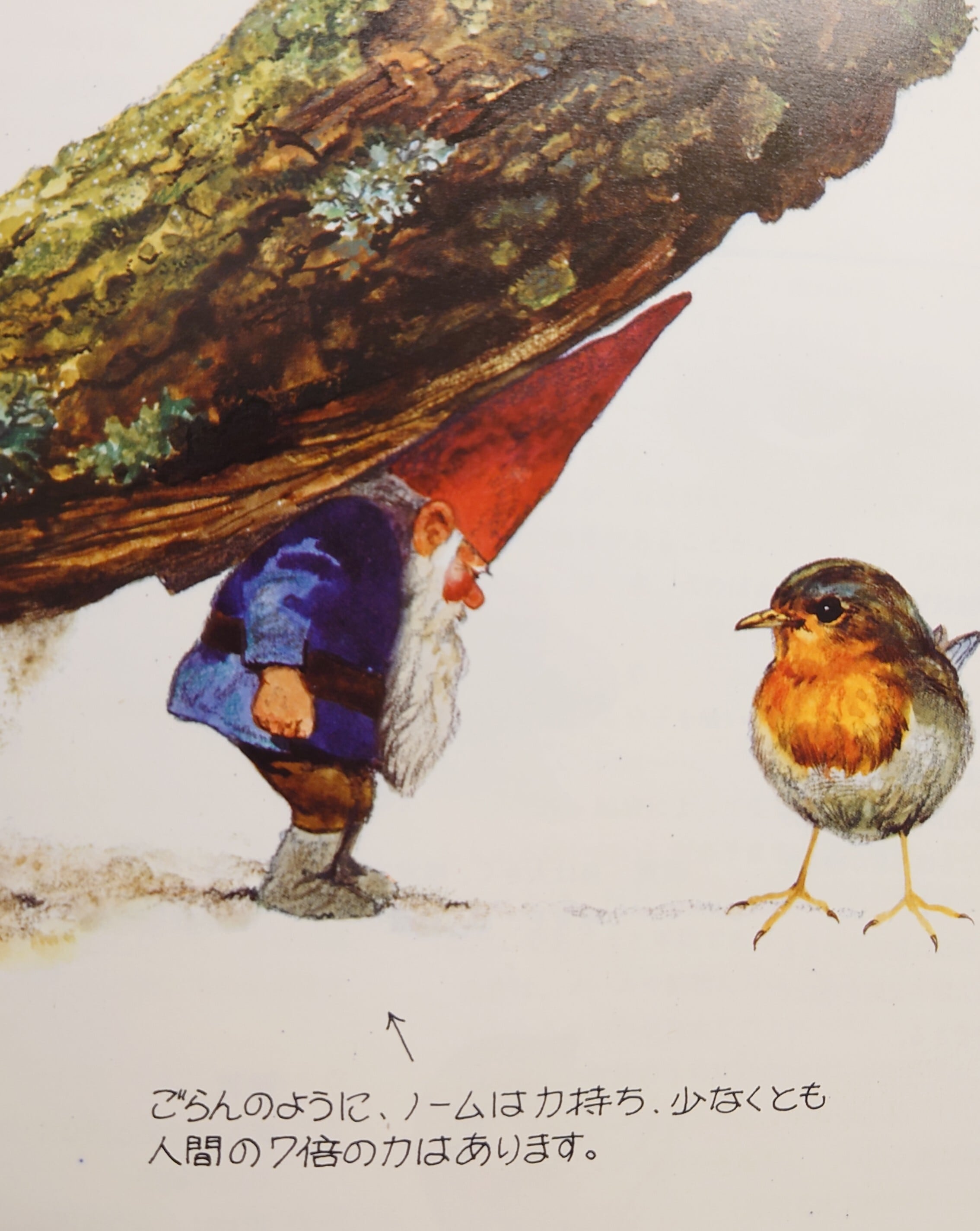 ノーム（gnomes) | 弥生坂 緑の本棚