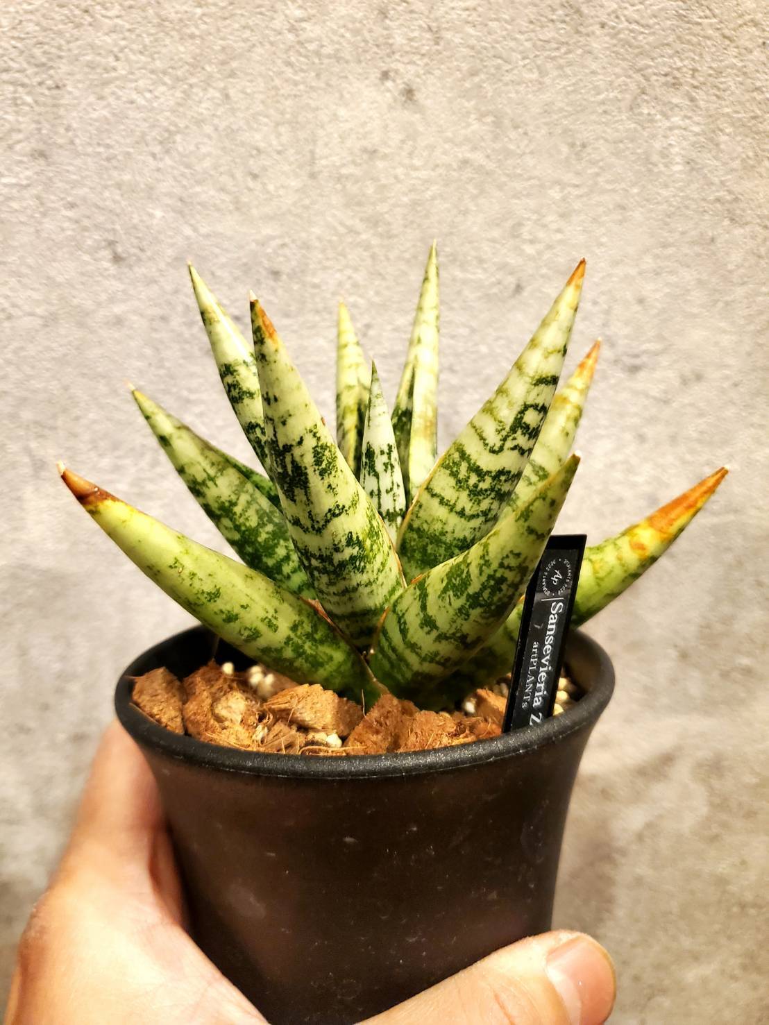 サンスベリア　サンセベリア　Sansevieria