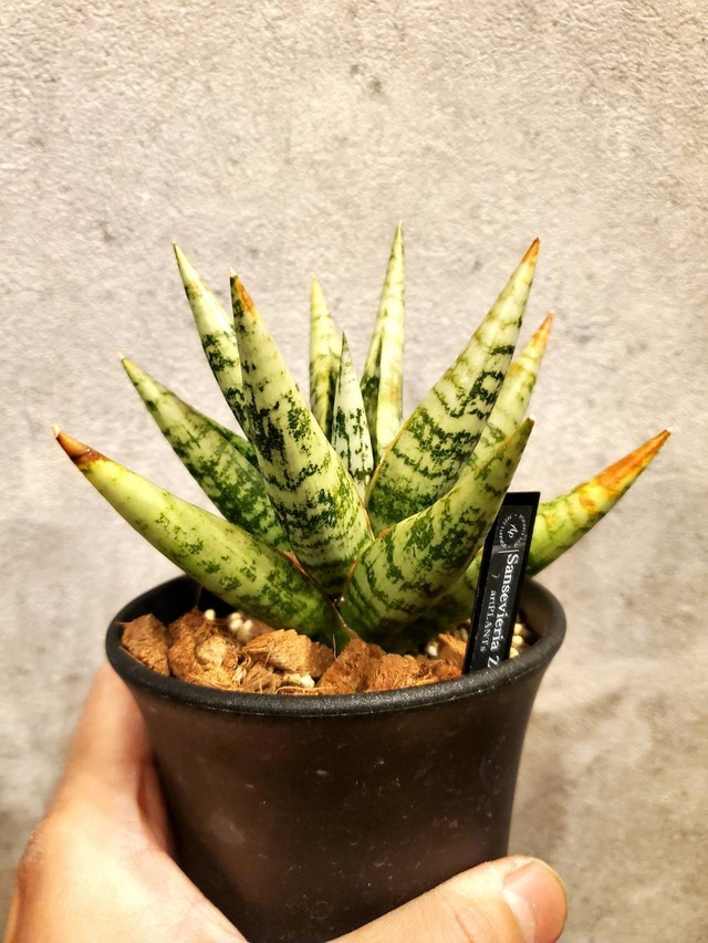 Sansevieria Zebra 【artPLANTs】サンスベリア/サンセベリア
