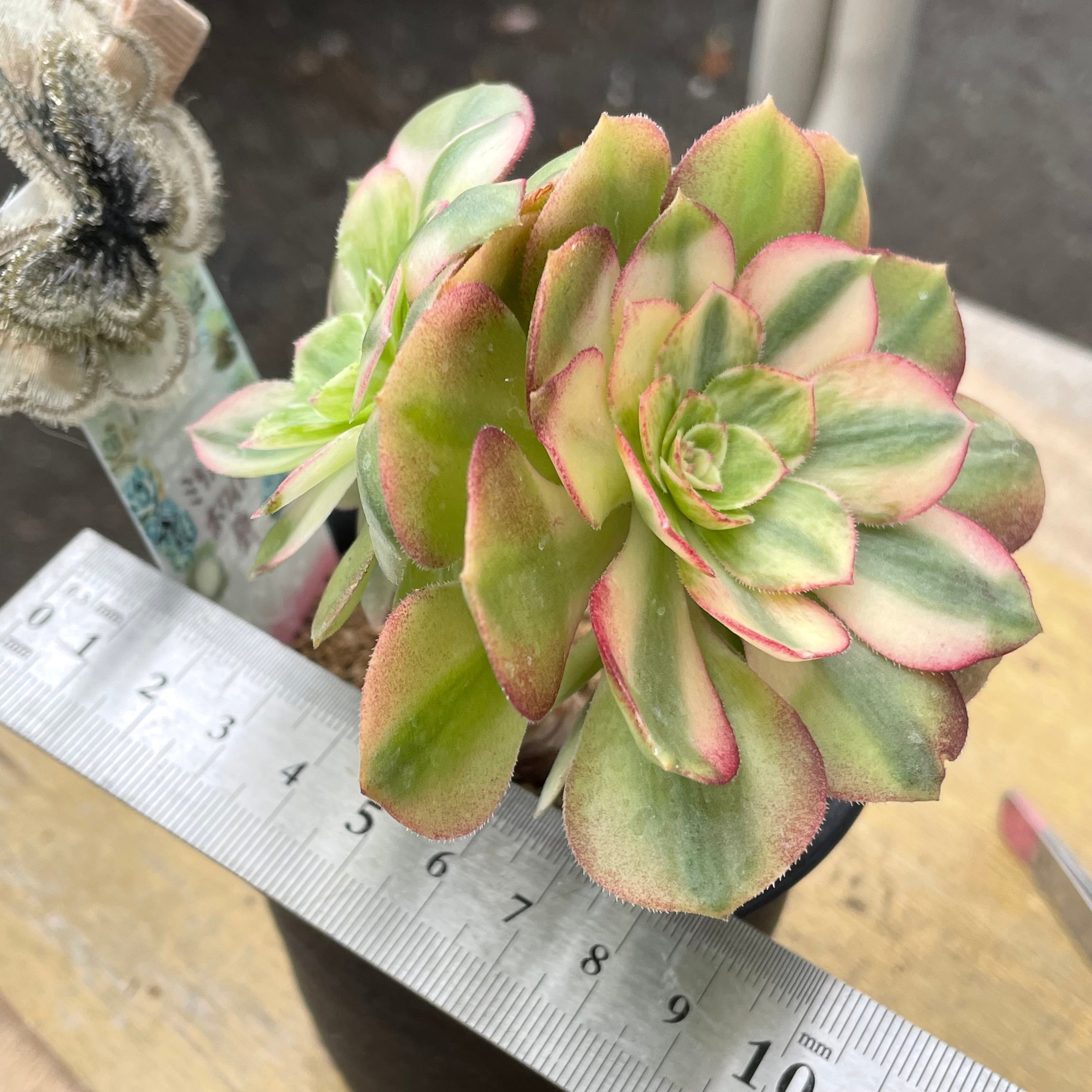 95#多肉植物アエオニウム錦❤️碧玉❤️8頭15cm 鉢土付き出荷 95#多肉