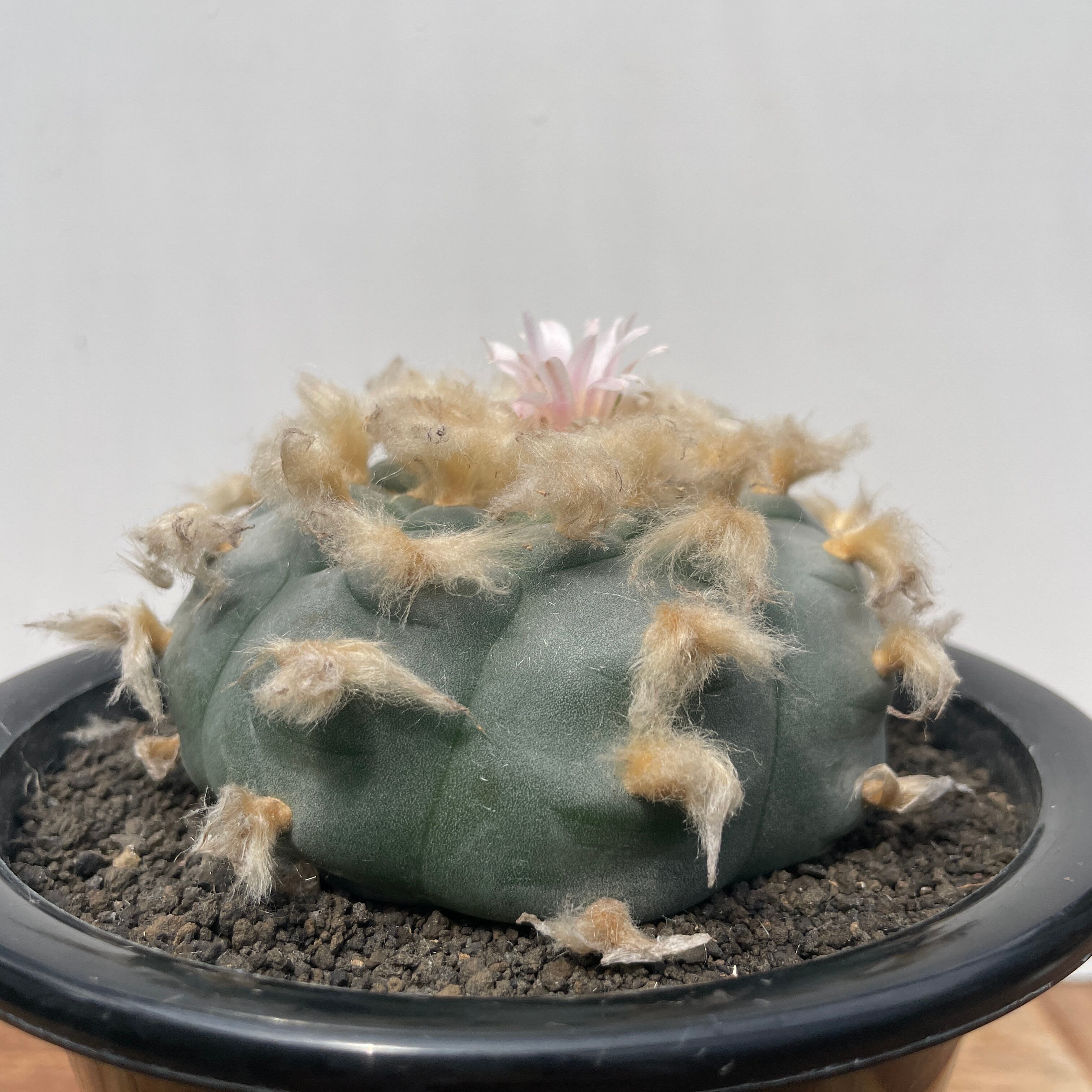 ロフォフォラ　テキサーナ Lophophora williamsii 'texana'【ロフォフォラ・テキサーナ・実生