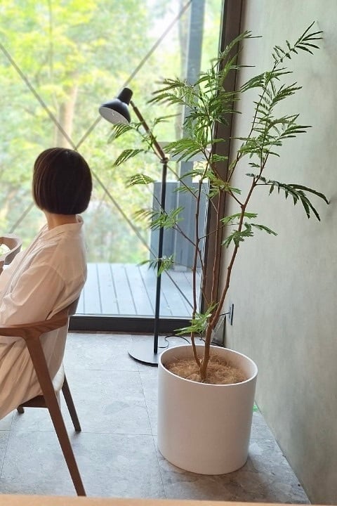 エバーフレッシュ （L） | FORUM