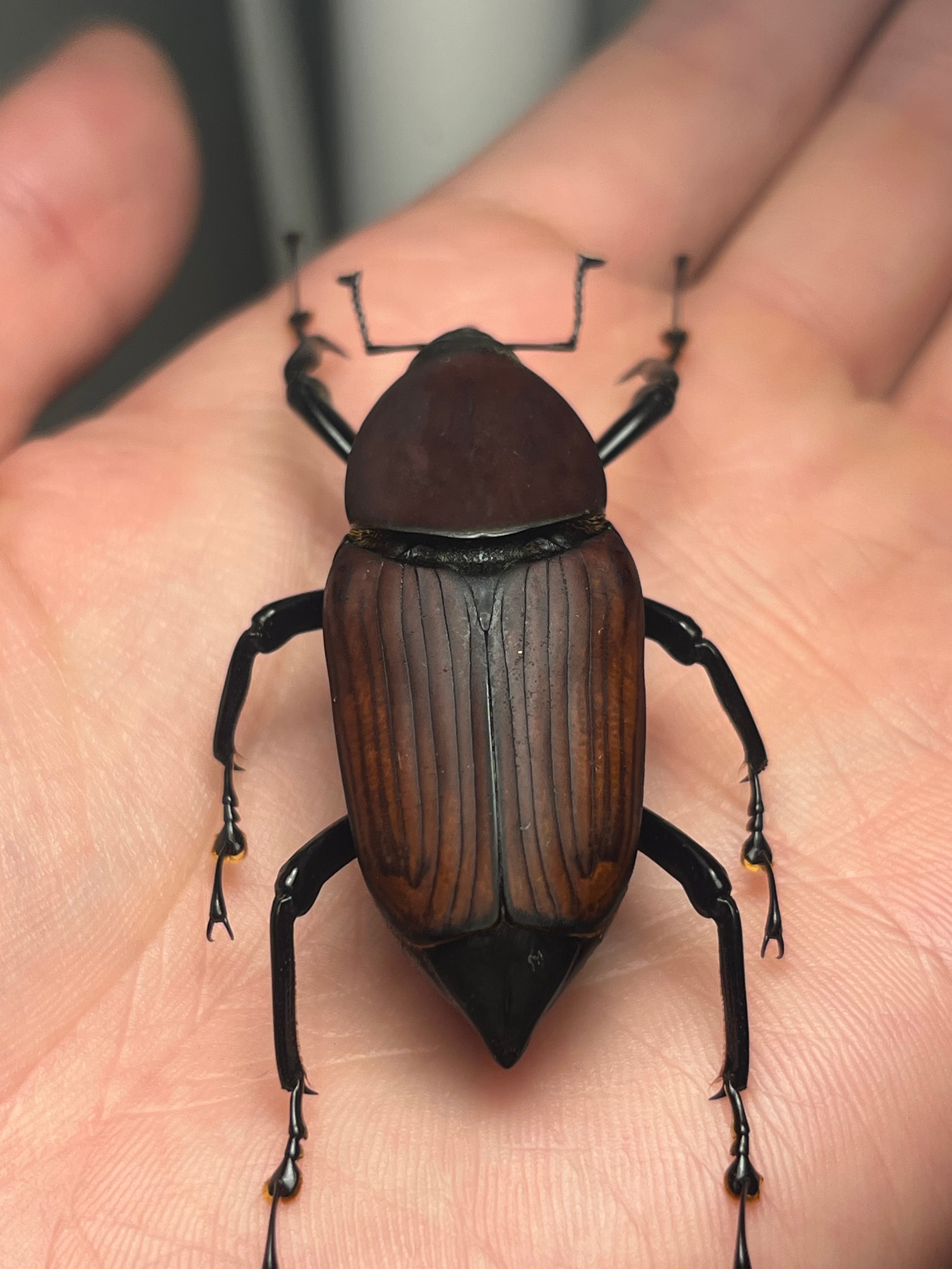 56mm】タイショウオサゾウムシ カミキリ昆虫ゼリー標本甲虫フンチュウ