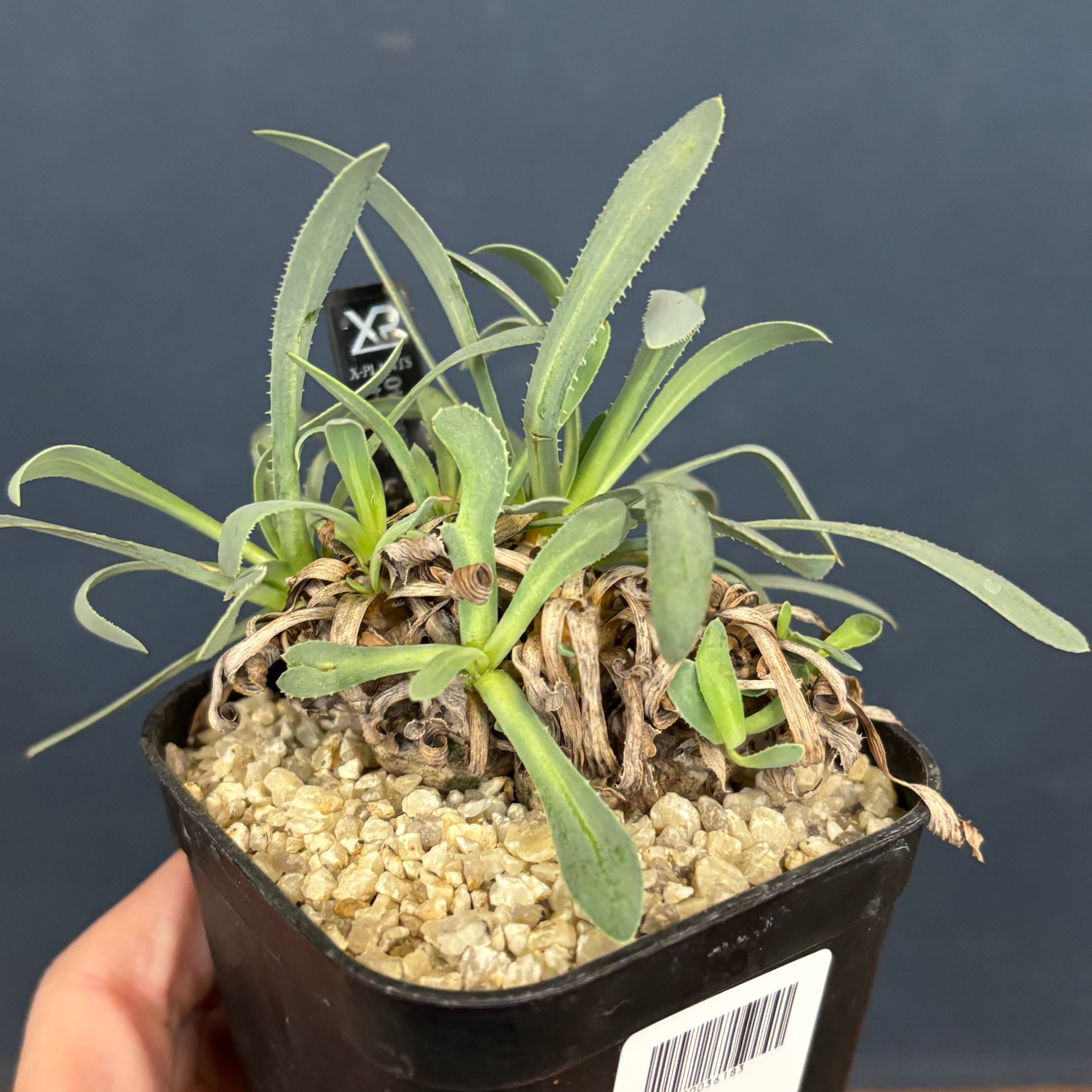 オトンナ レトロルサ【086】 | PROTOLEAF プロトリーフ