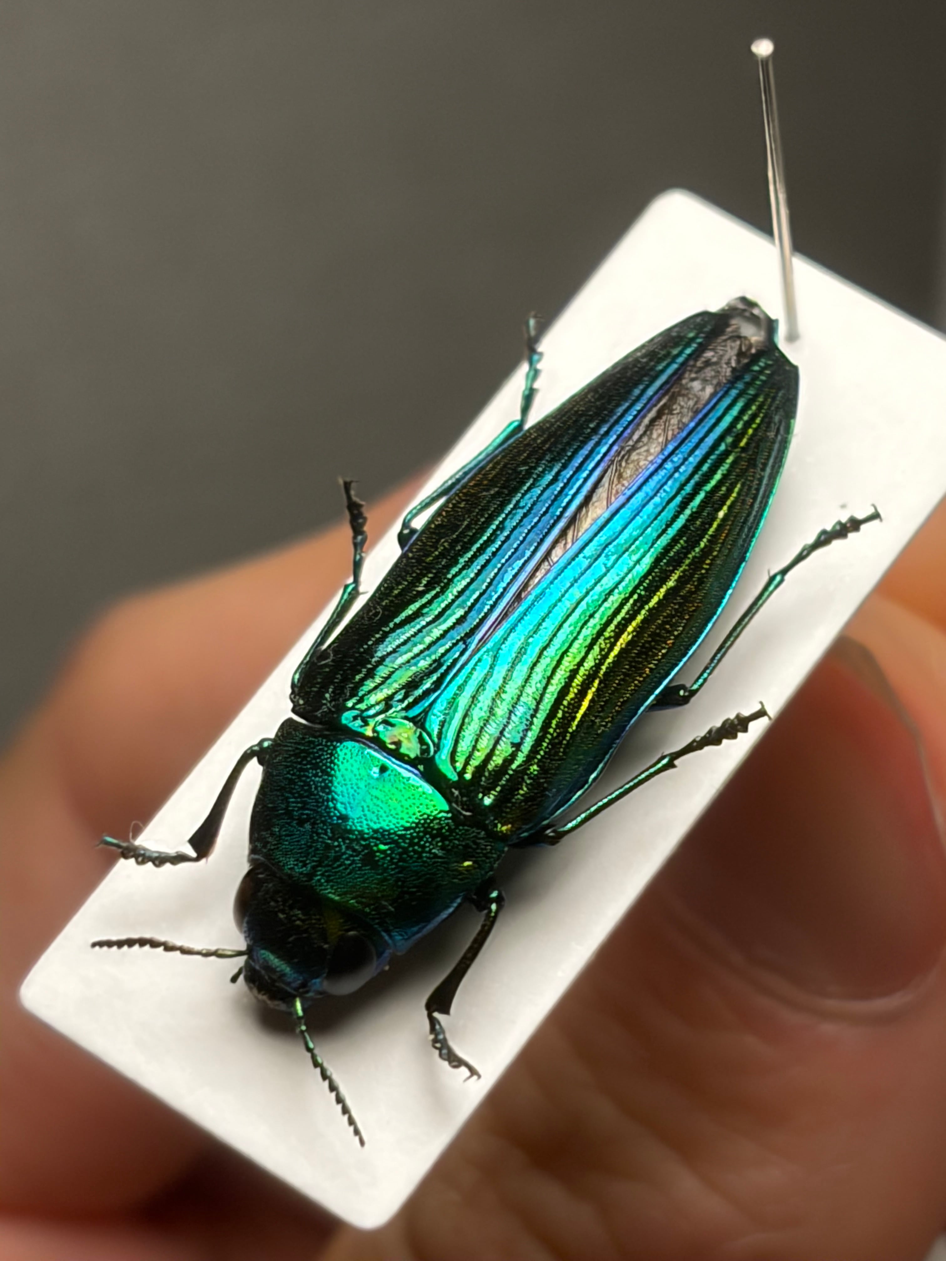 28mm♀】アオタマムシ 特大 標本 きらめく甲虫 | オモニキチュウ