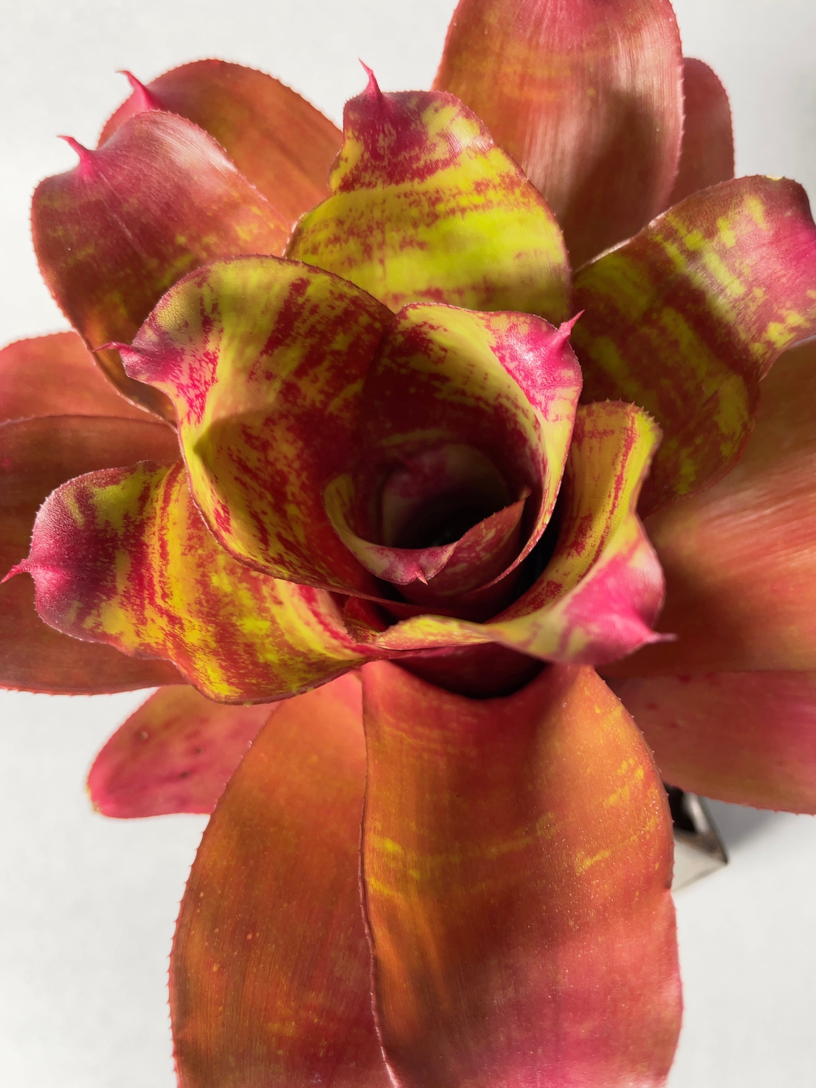 ネオレゲリア・スモールワールド | trigger