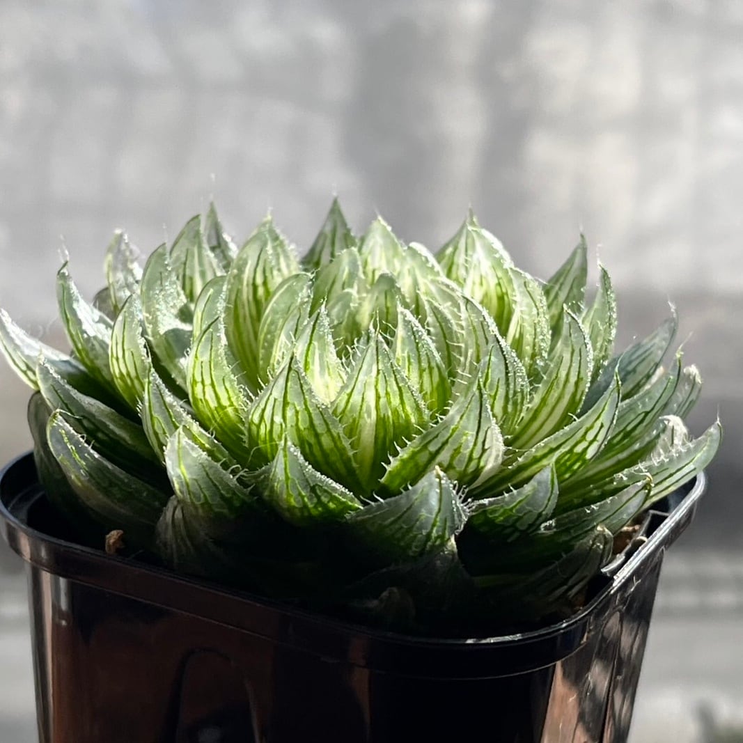 ハオルチア エメラルドLED錦① | mocono_plants