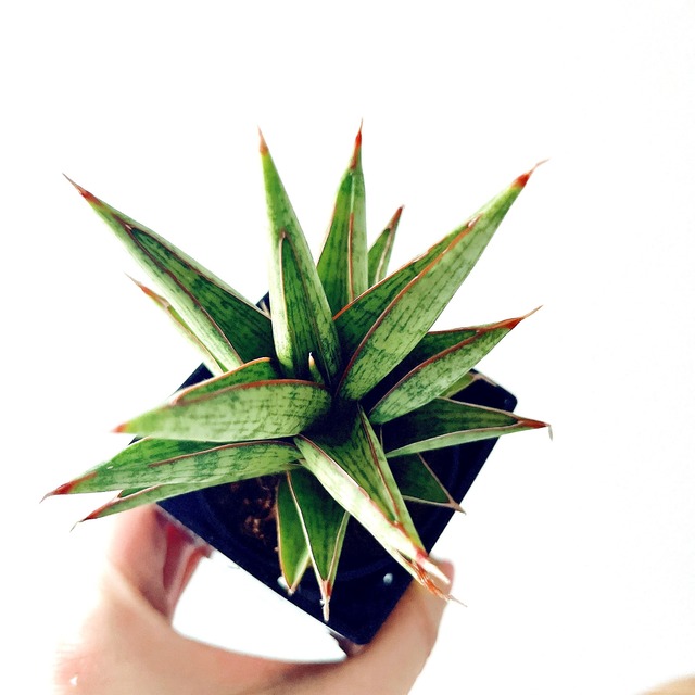 希少 サンスベリア ロックマン 観葉植物 calm cafe