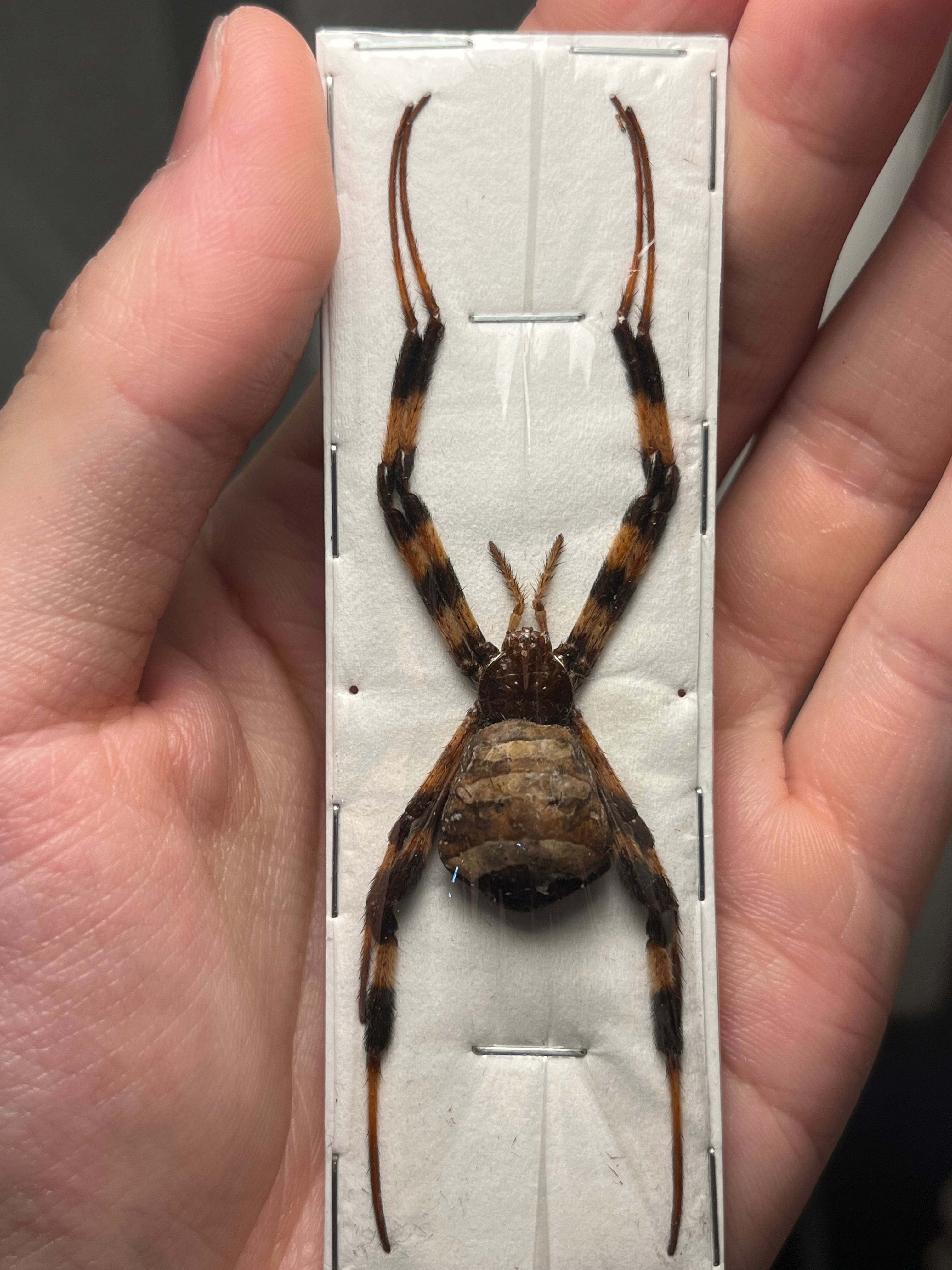 標本 | オモニキチュウ