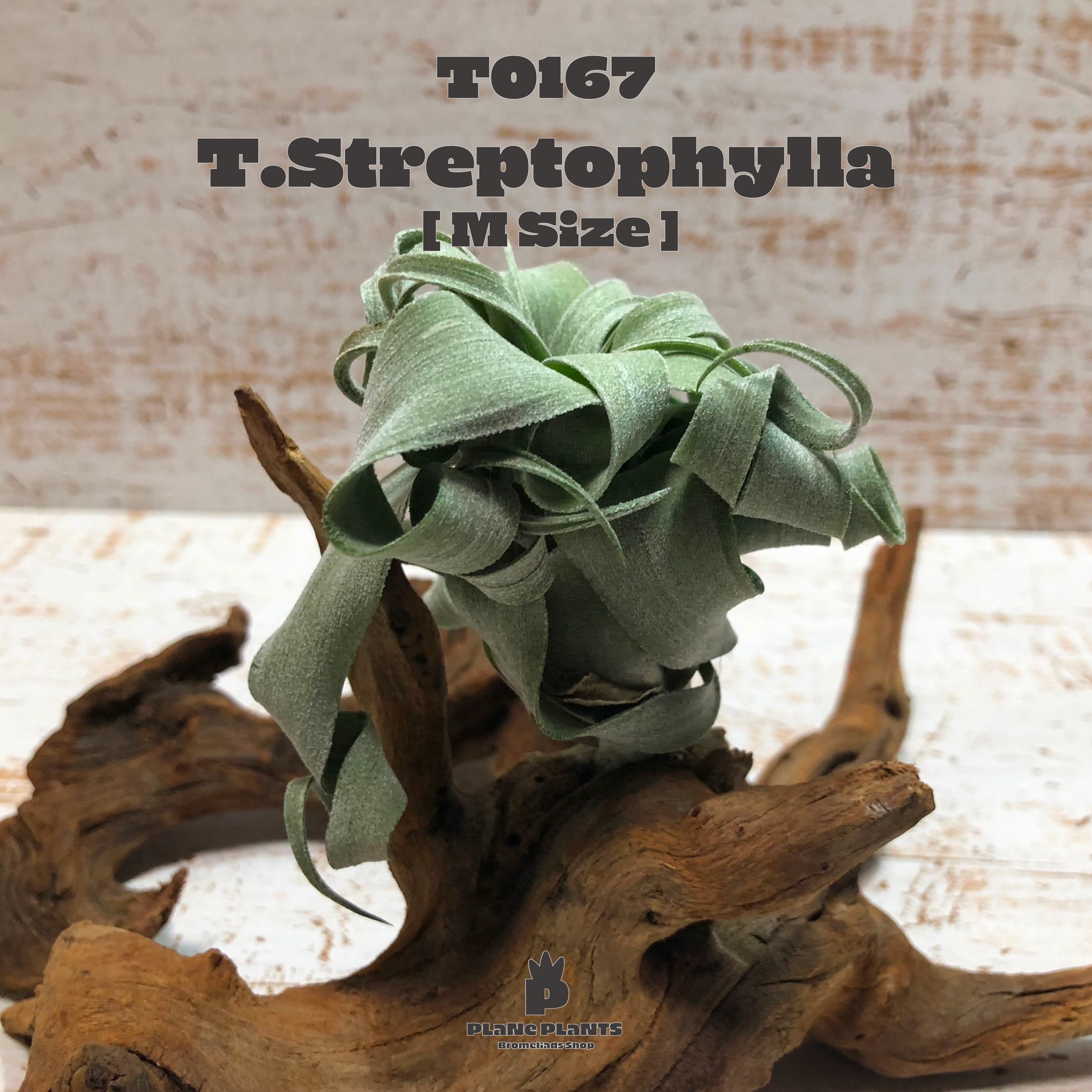 【送料無料】ストレプトフィラM〔エアプランツ〕現品発送T0167
