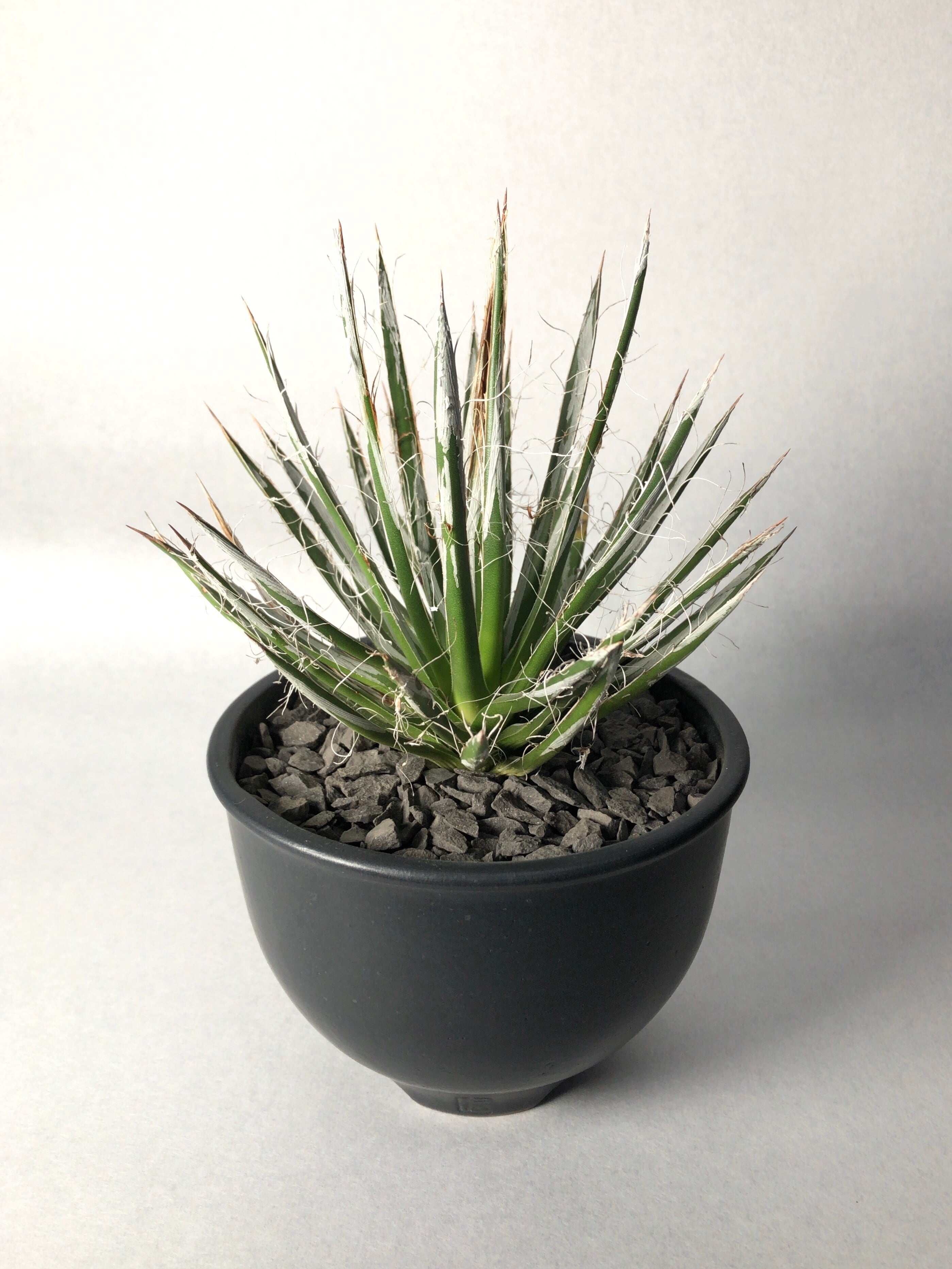 アガベ・樹氷 | trigger