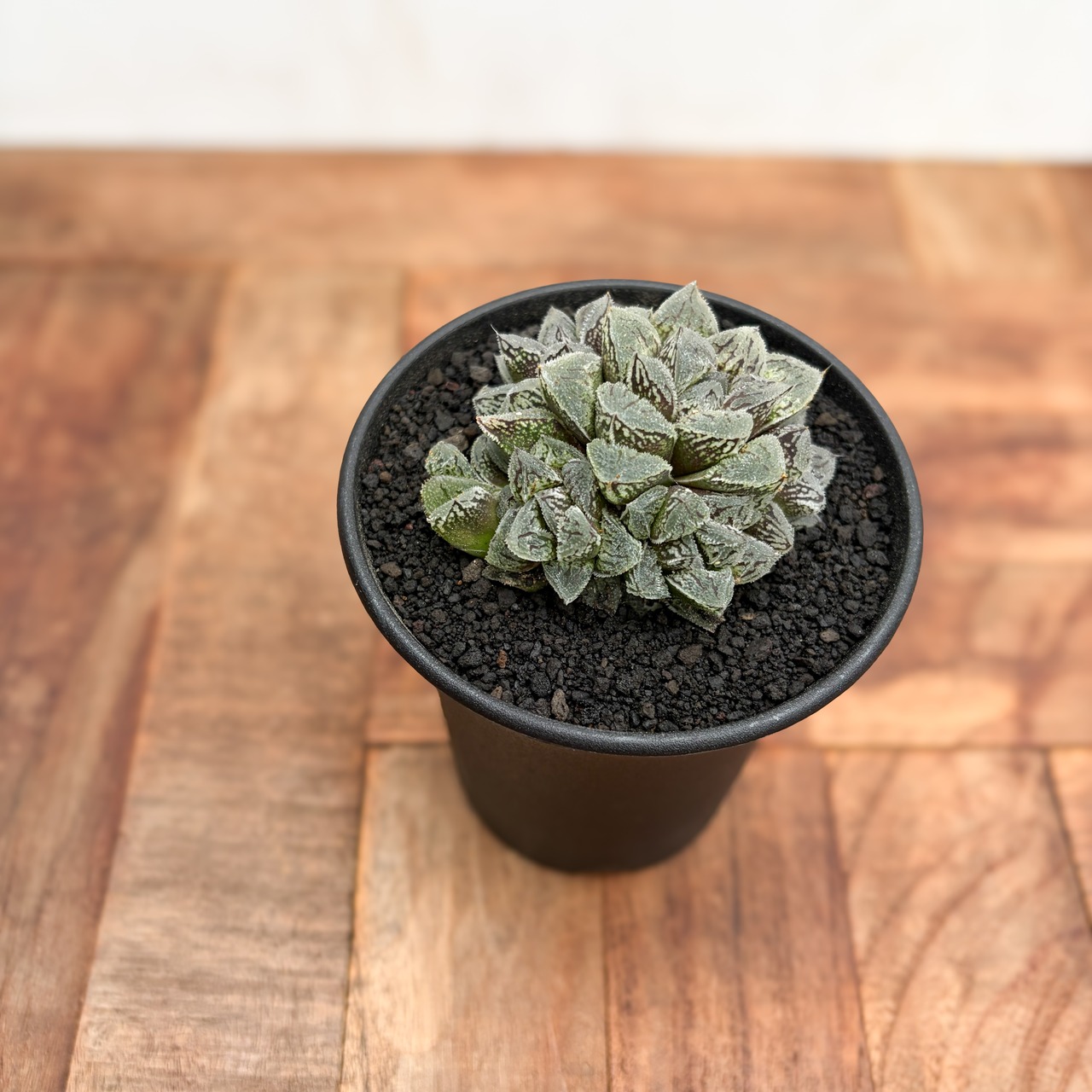 Haworthia ‘Kurozatou’【ハオルチア・黒砂糖】