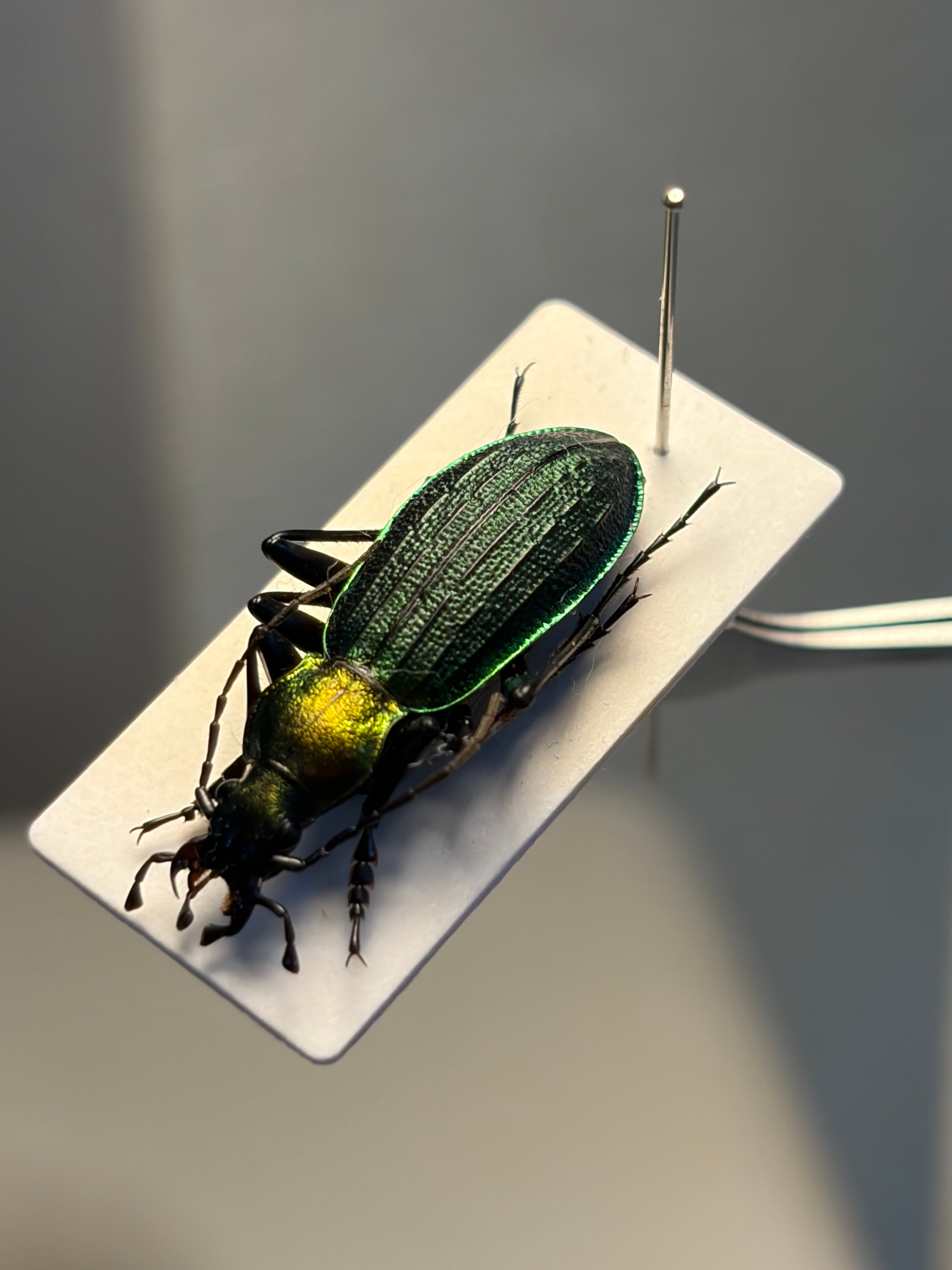 25mm】アイヌキンオサムシ グリーン 標本 Carabus kolbei キタオオルリ