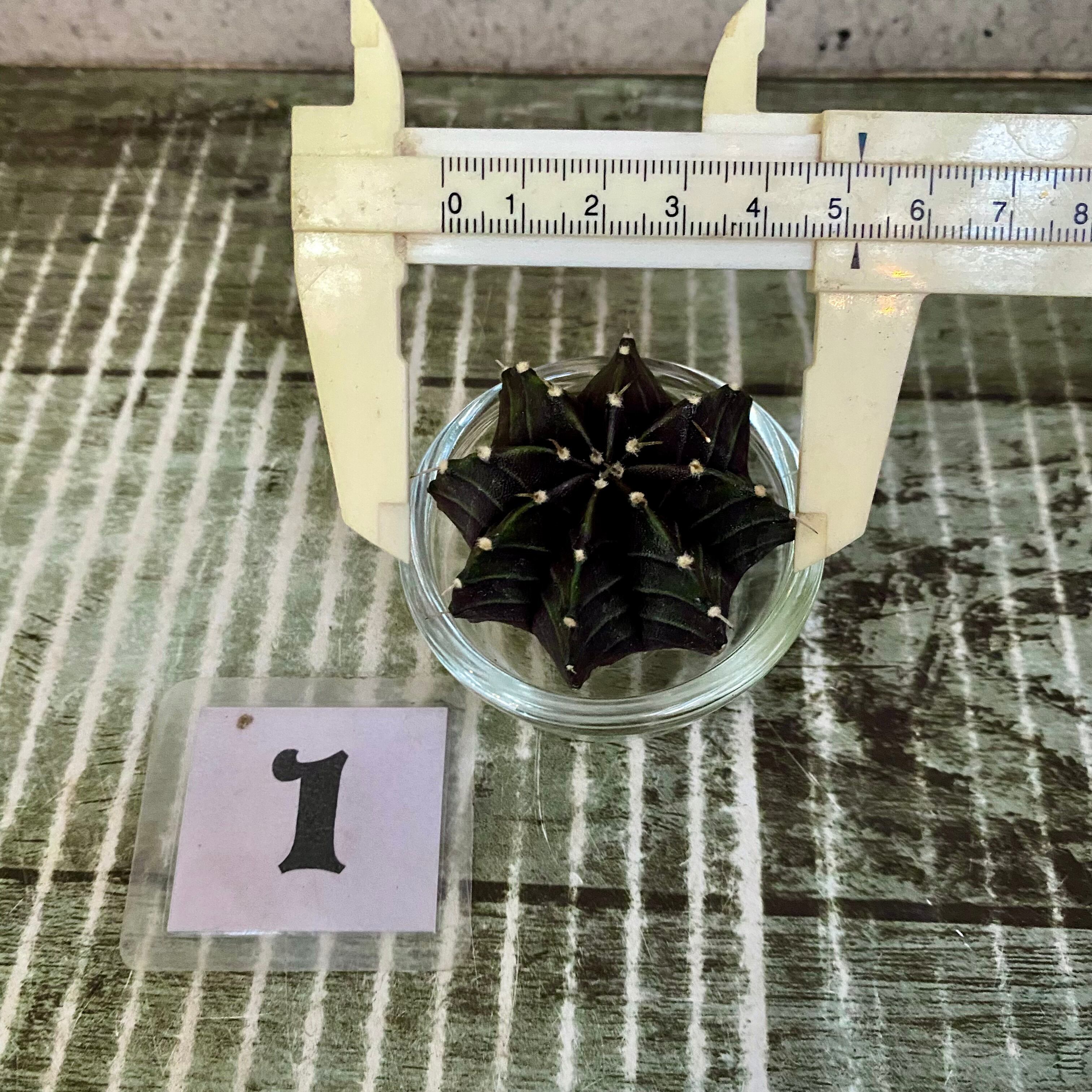 ラストです！レアです‼︎ 黒いサボテン ギムノカリキウム 『ブラック