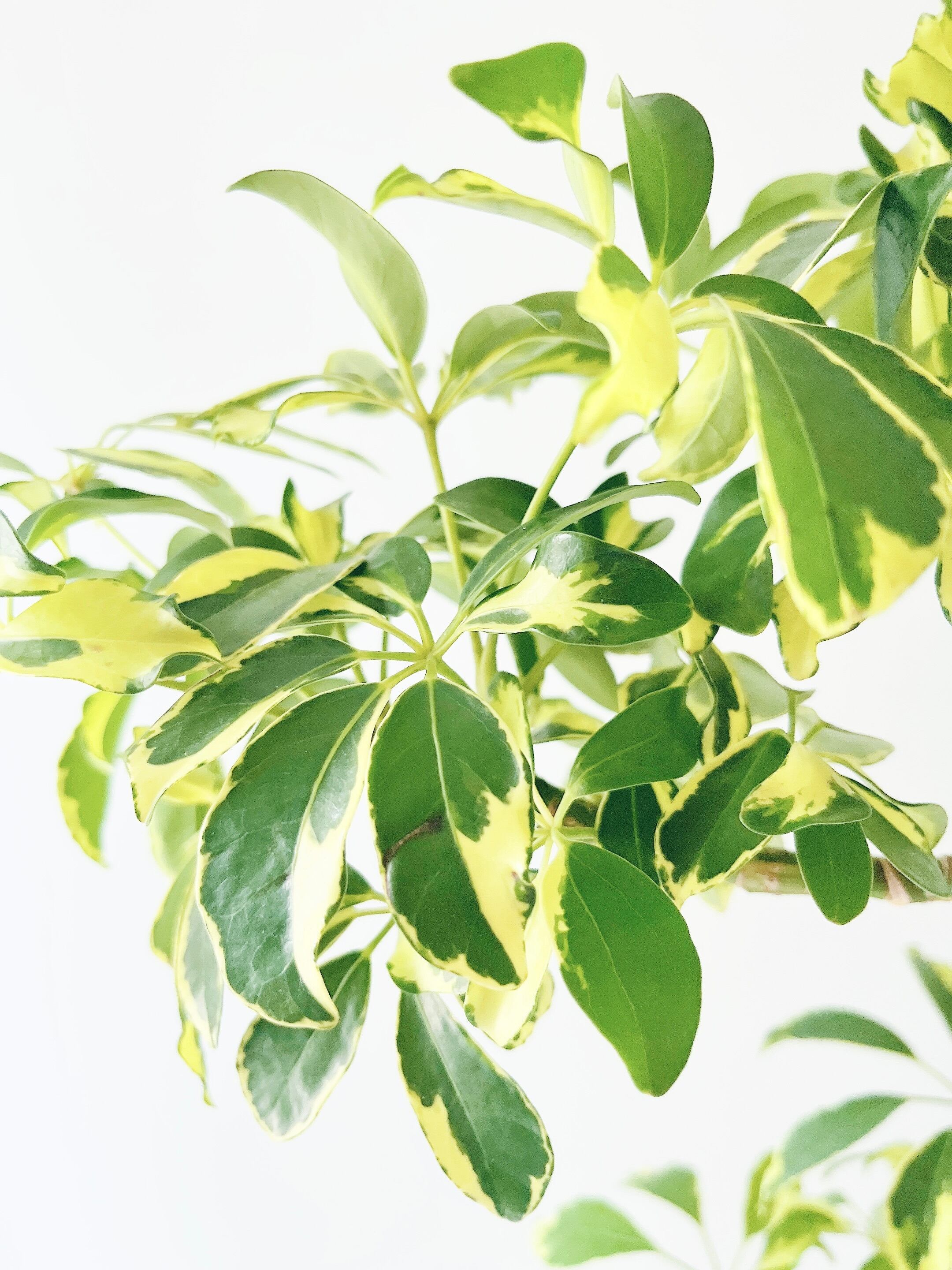 再入荷】シェフレラ ウォルシー 上質な佇まい 曲がり 観葉植物 calm