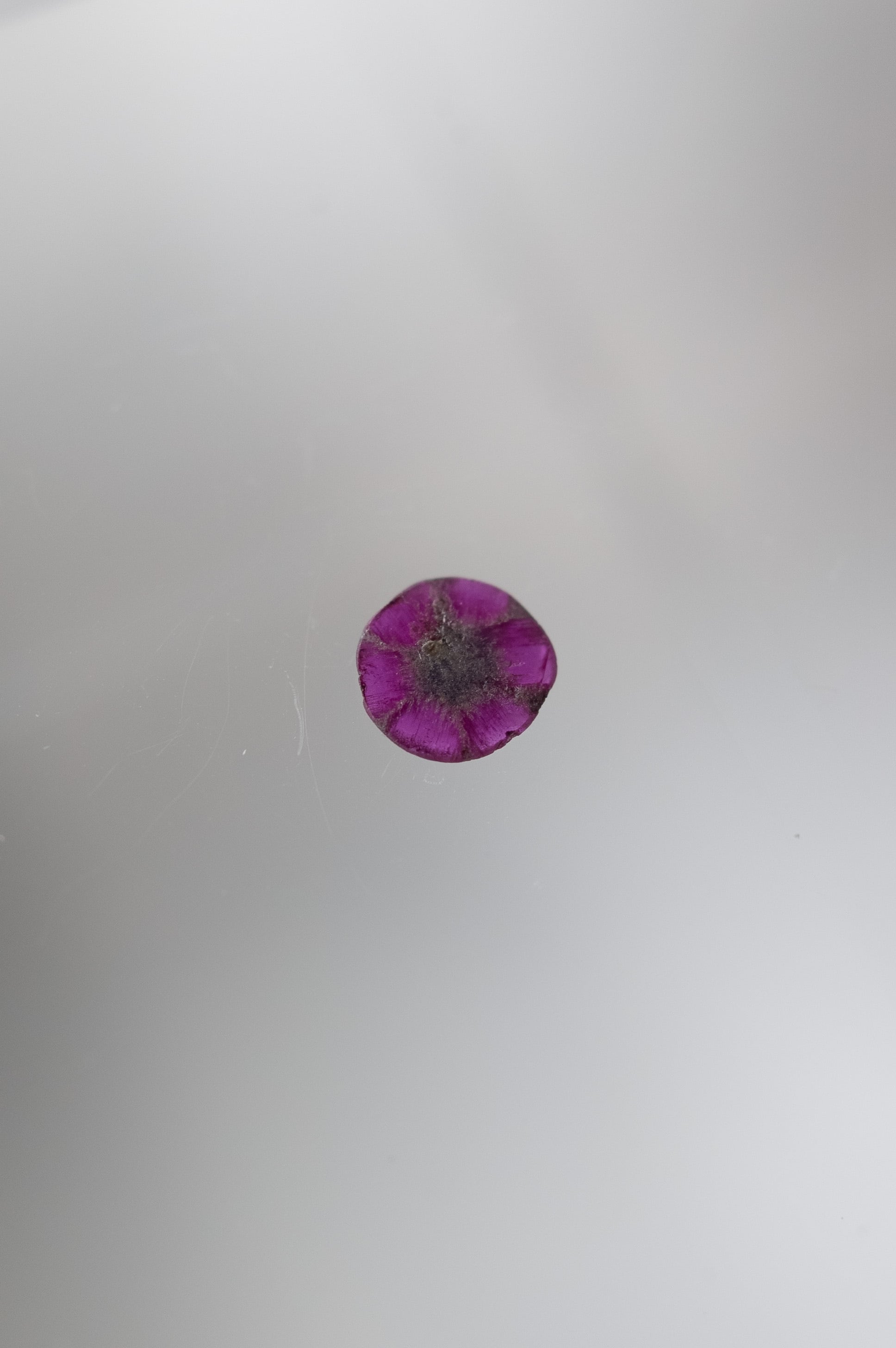 トラピッチェルビー - 033