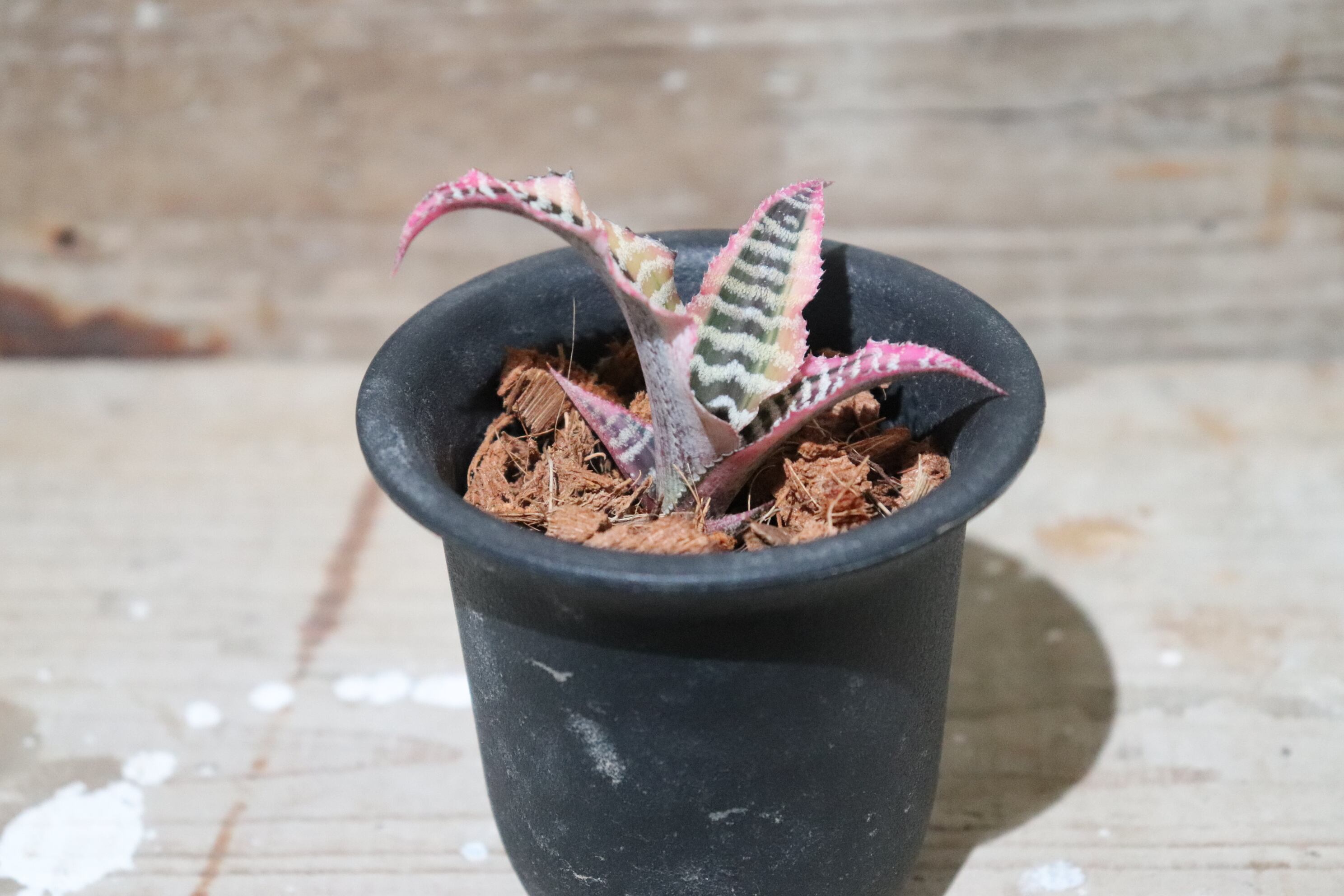 Cryptanthus 2株セット Cryptanthus クリプタンサス 2点セット Cryptanthus