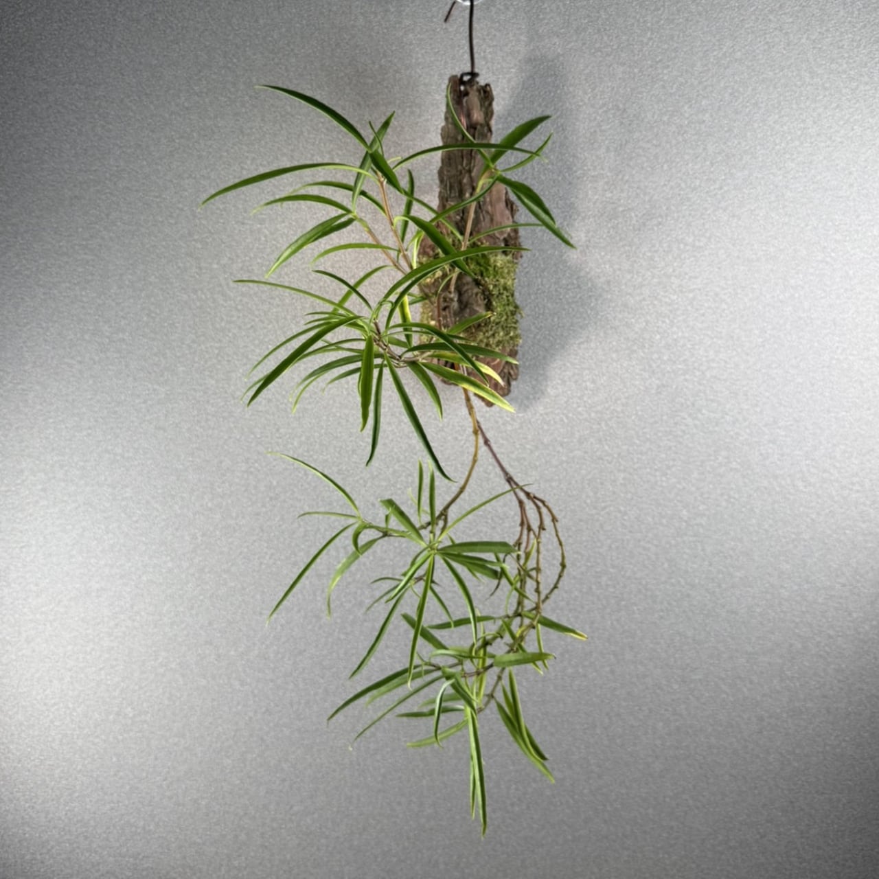 707『ハオルチア 太陽の恋人』 観葉植物【送料無料】 | MARX PLANTS
