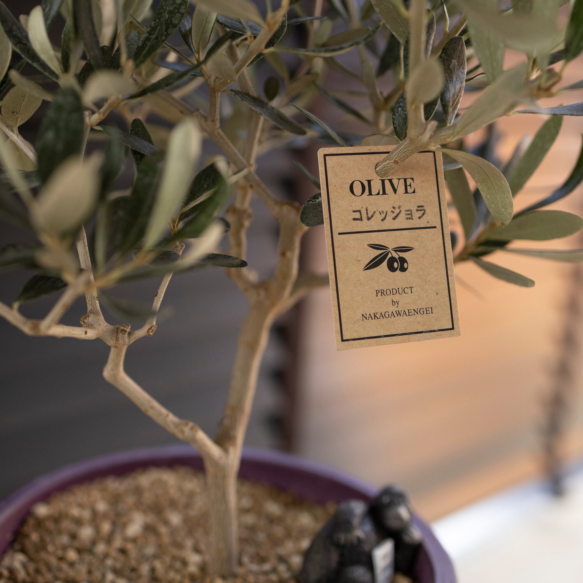 耐寒性◎ Olive オリーブの木 Collegiola コレッジョラ オリーブ