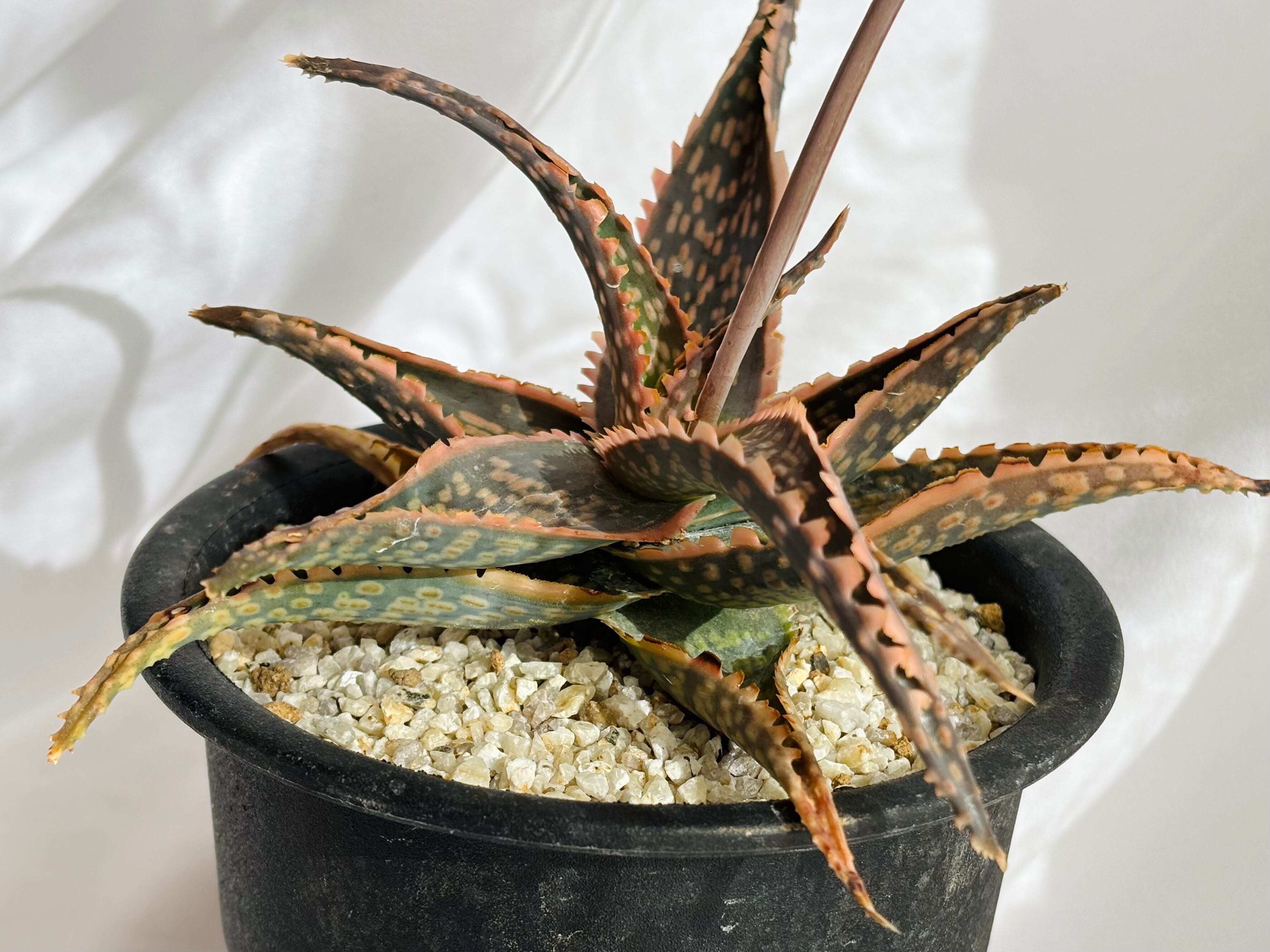 アロエ　ハイブリッド　“Lion claw”Aloe hybrid 第四種 アロエラボ | TCTの交配品種Lion fishのF1 特徴をキープしたまま