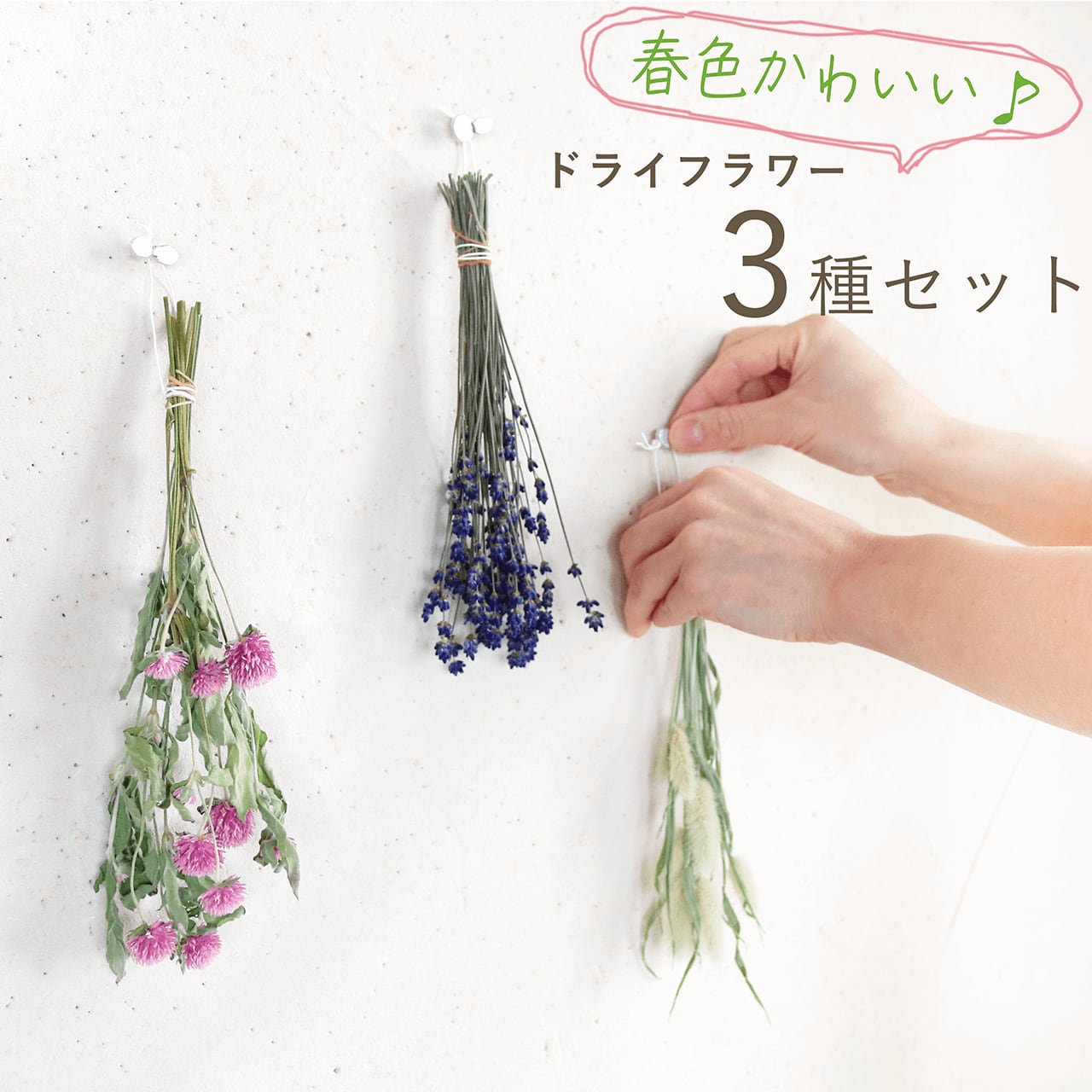 新品 未使用 ドライフラワー ムーンリース ブルースターチス