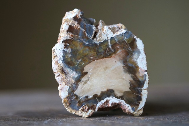 珪化木 Araucarioxylon 26