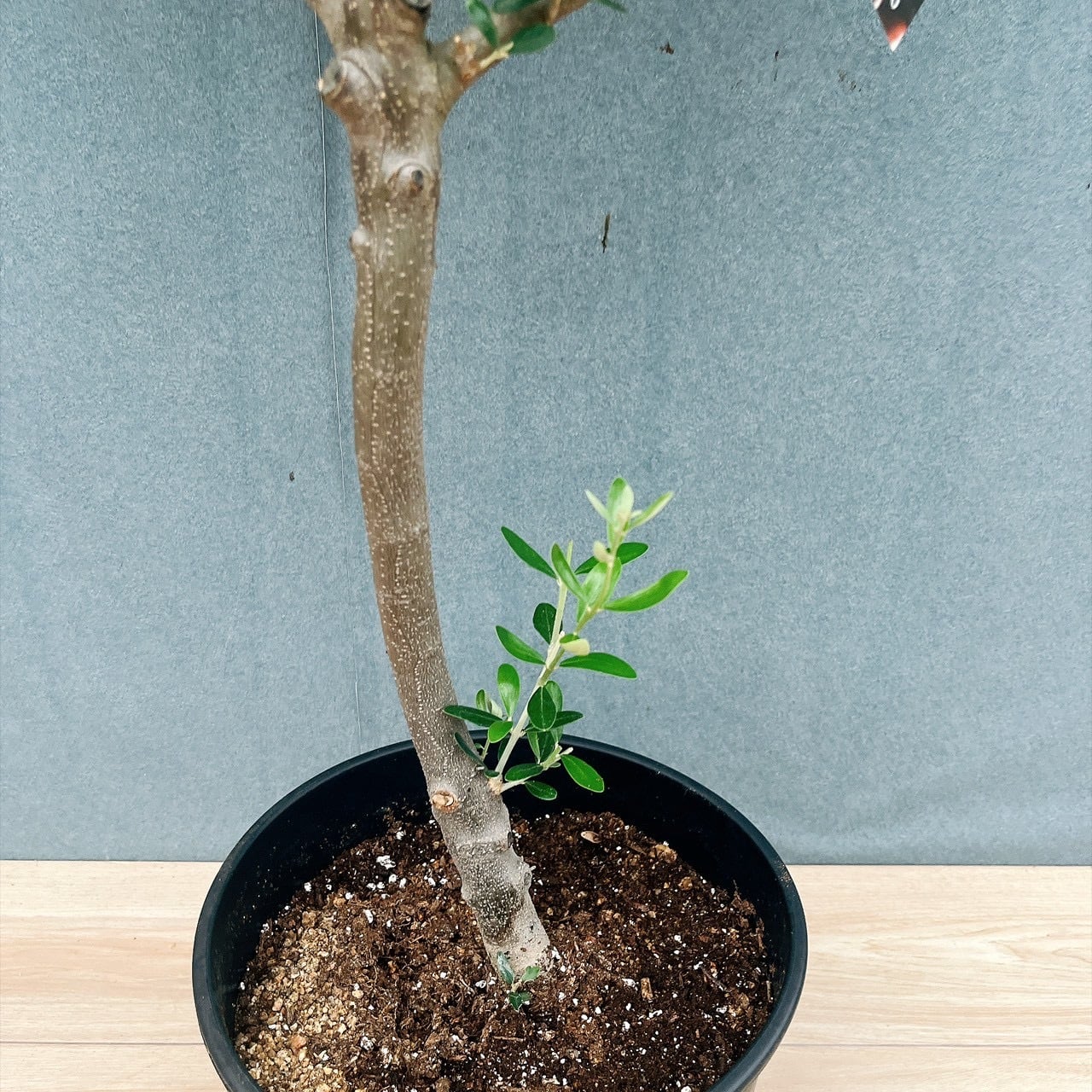 現品］14番 創樹 オリーブ ネバディロブランコ 8号 観葉植物 大型 屋外