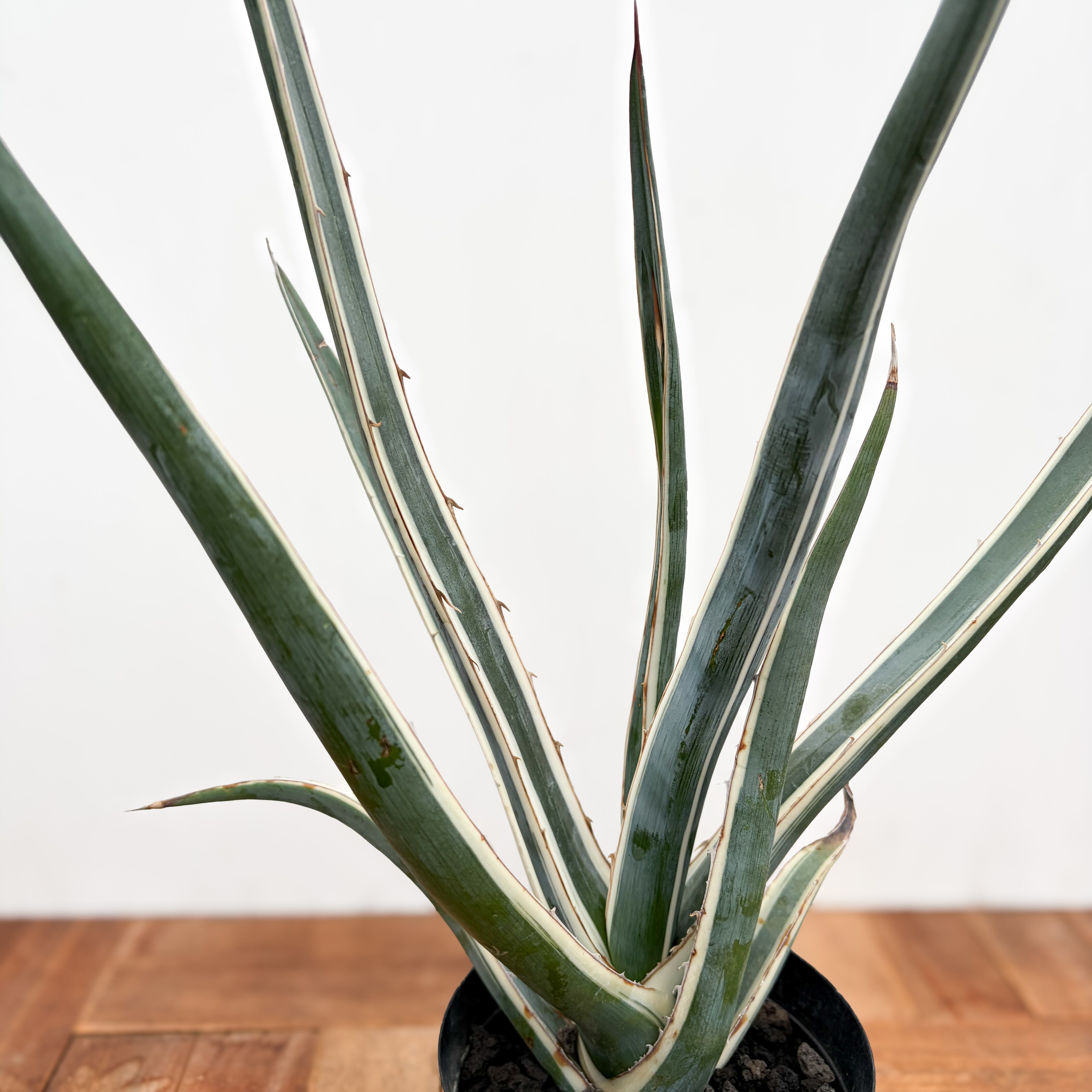 Agave lechuguilla marginata【アガベ・レチュギラ錦・白覆輪斑
