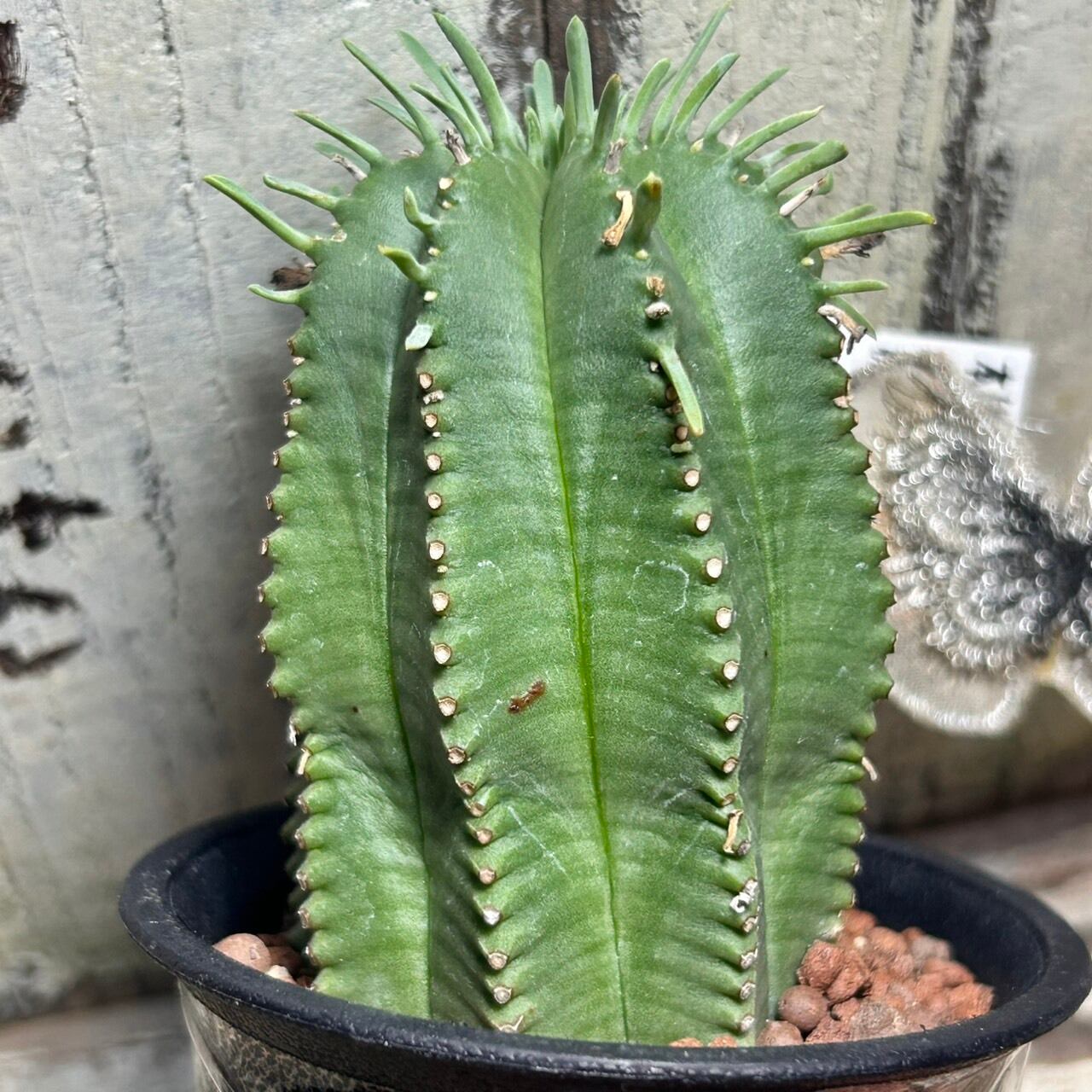 ユーフォルビア プルビナータ | RuPo 多肉植物専門店