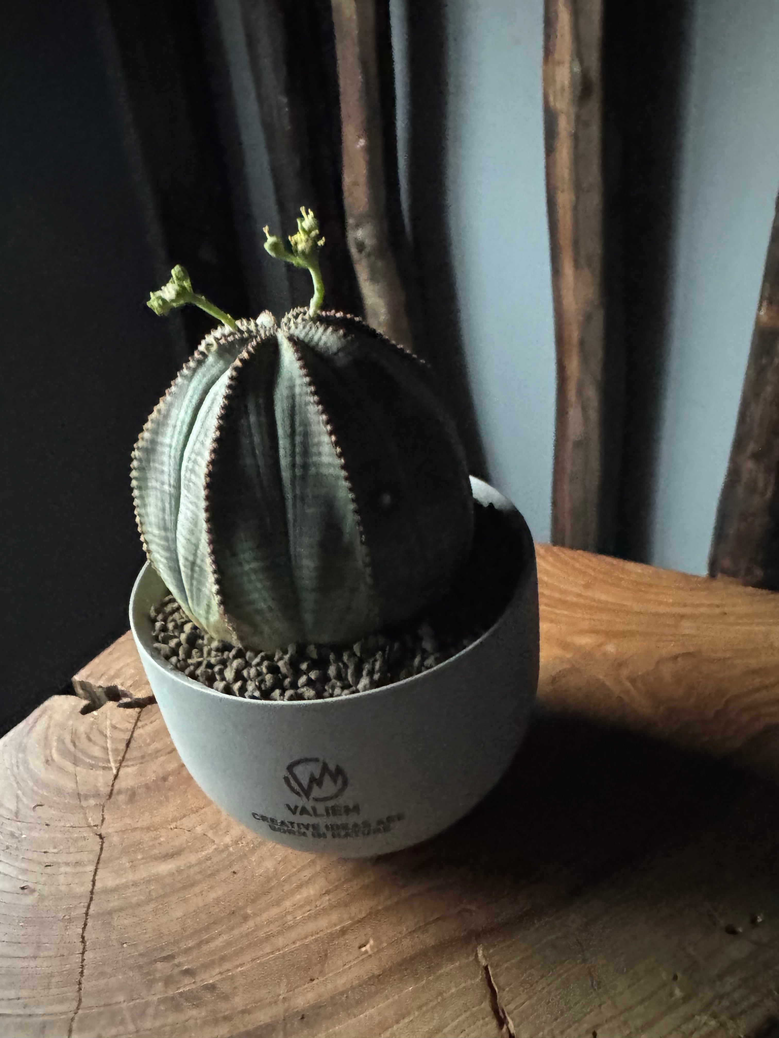新着】Euphorbia Obesa × VALIEM GHOST“THX鉢”青坊主別注 Gray Color
