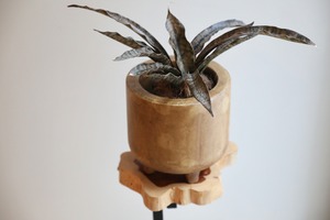 【M】サンスベリア キルキーコバトーン/Sanseveria Powellii　※ウッドポット付き