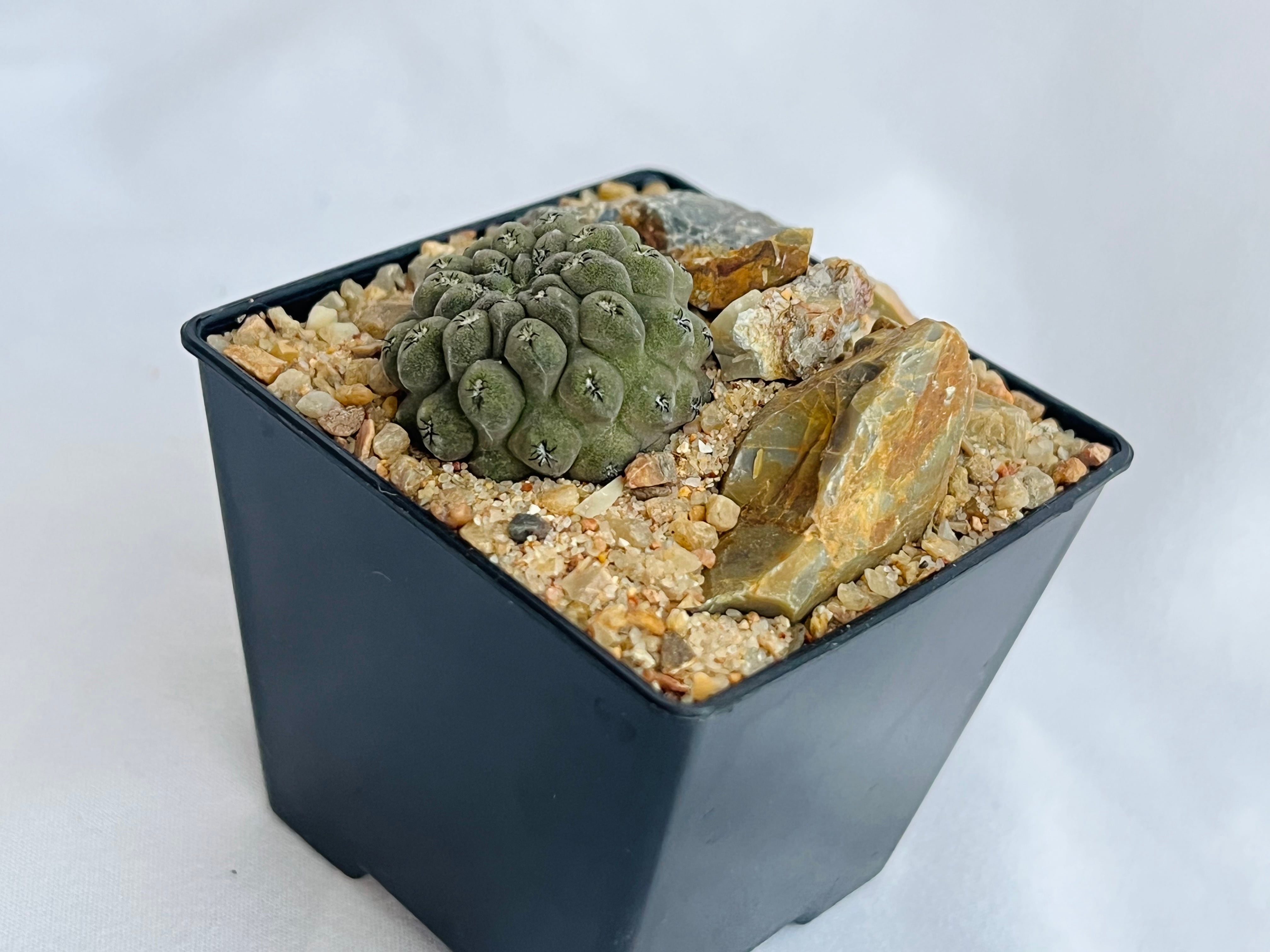 Eriosyce napina エリオシケ ナピナ サボテン | plants MARU