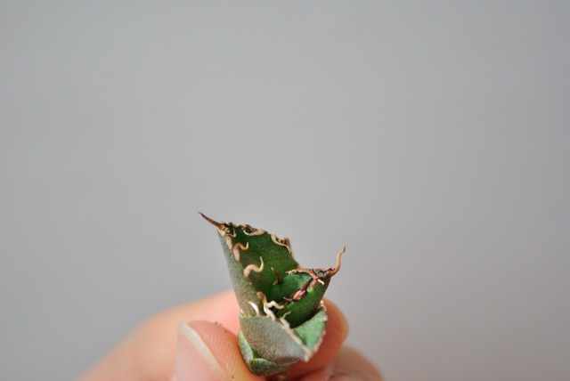 アガベ チタノタ シーザー 凱薩 no.5