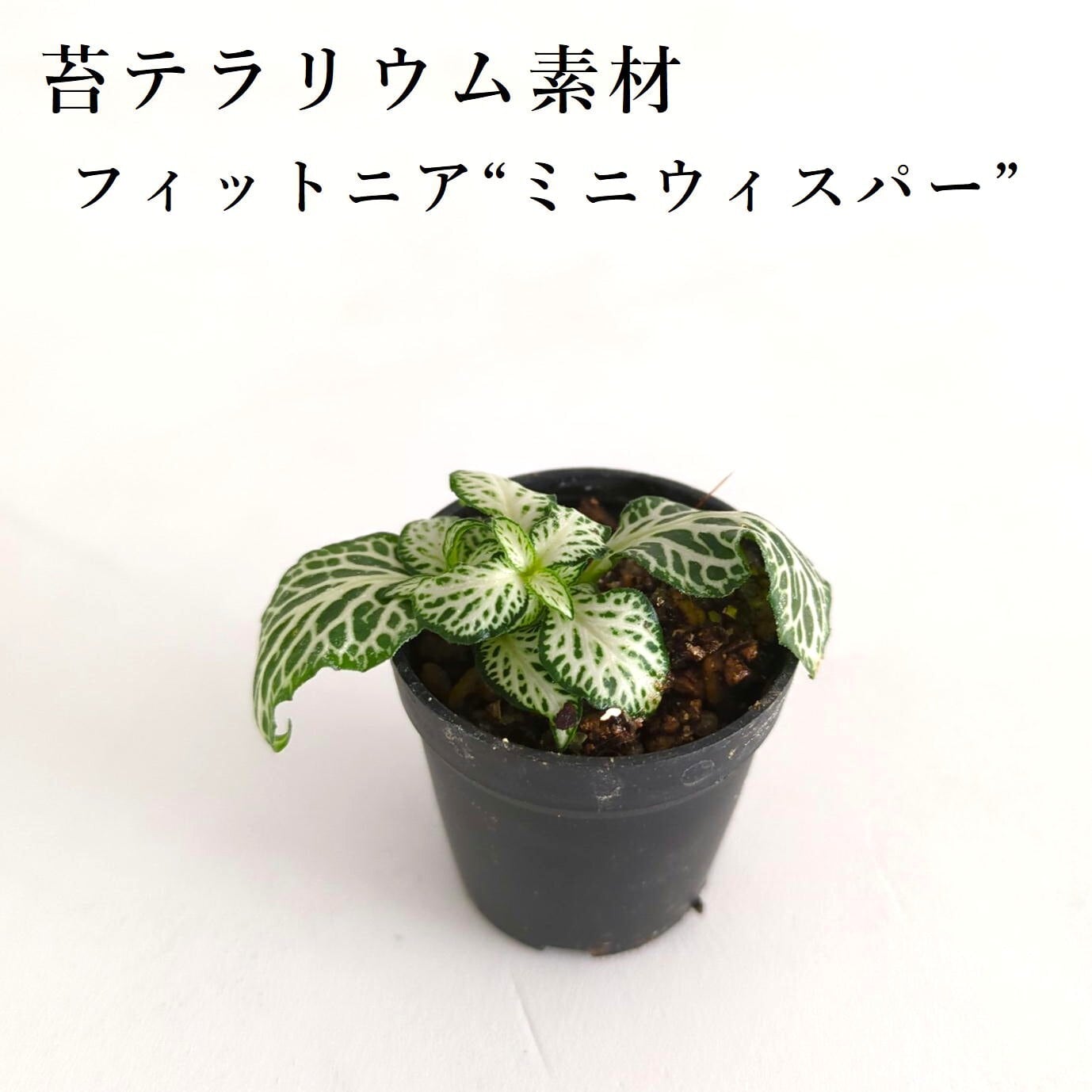 papapa8　ティリーフ120枚 papapa8様専用 ティリーフ120枚