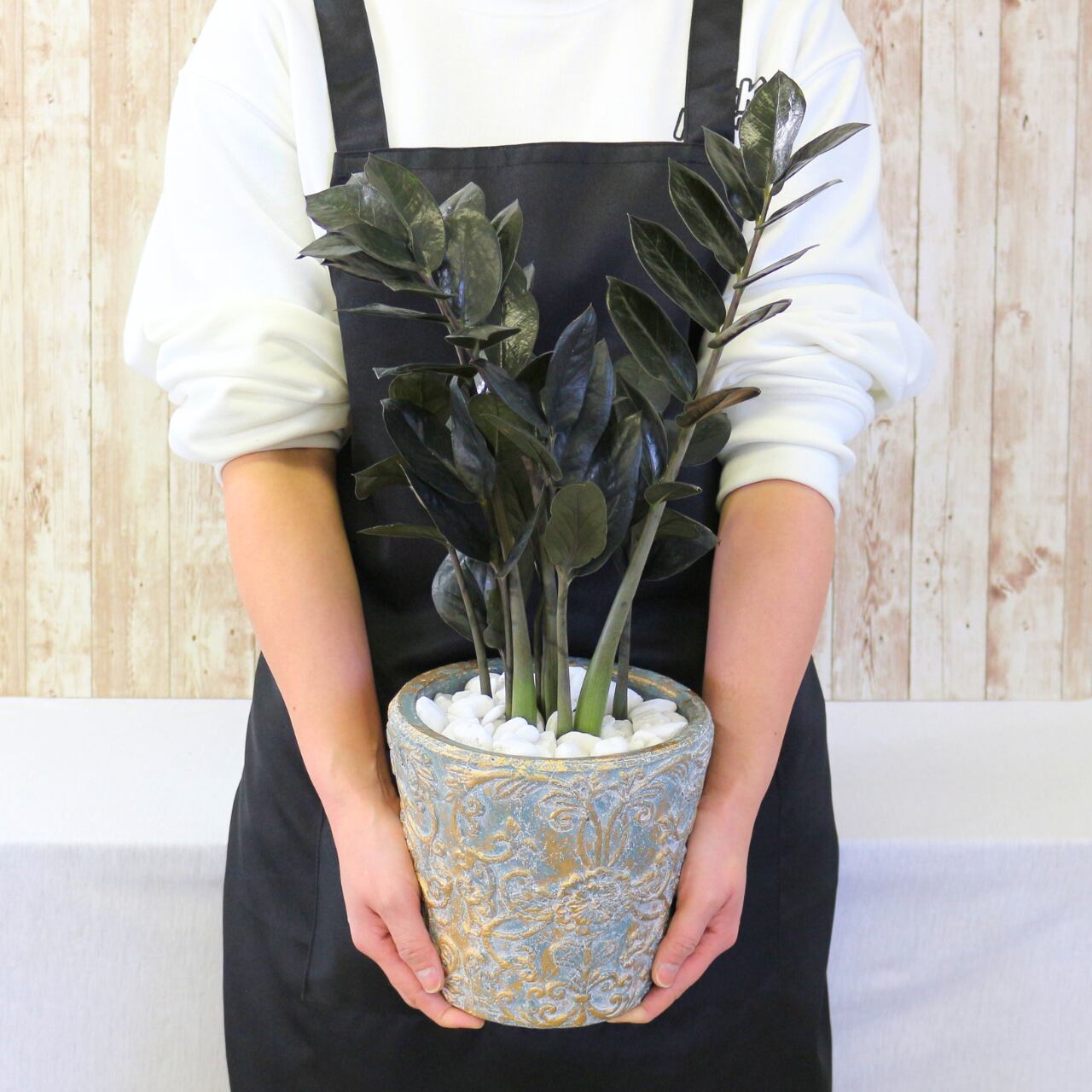 ザミオクルカス 斑入り レイヴン ブラックピンク