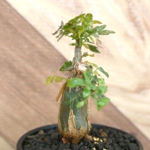 Bursera fagaroides (ブルセラ ファガロイデス) / 小株(3号鉢)/Lot.004