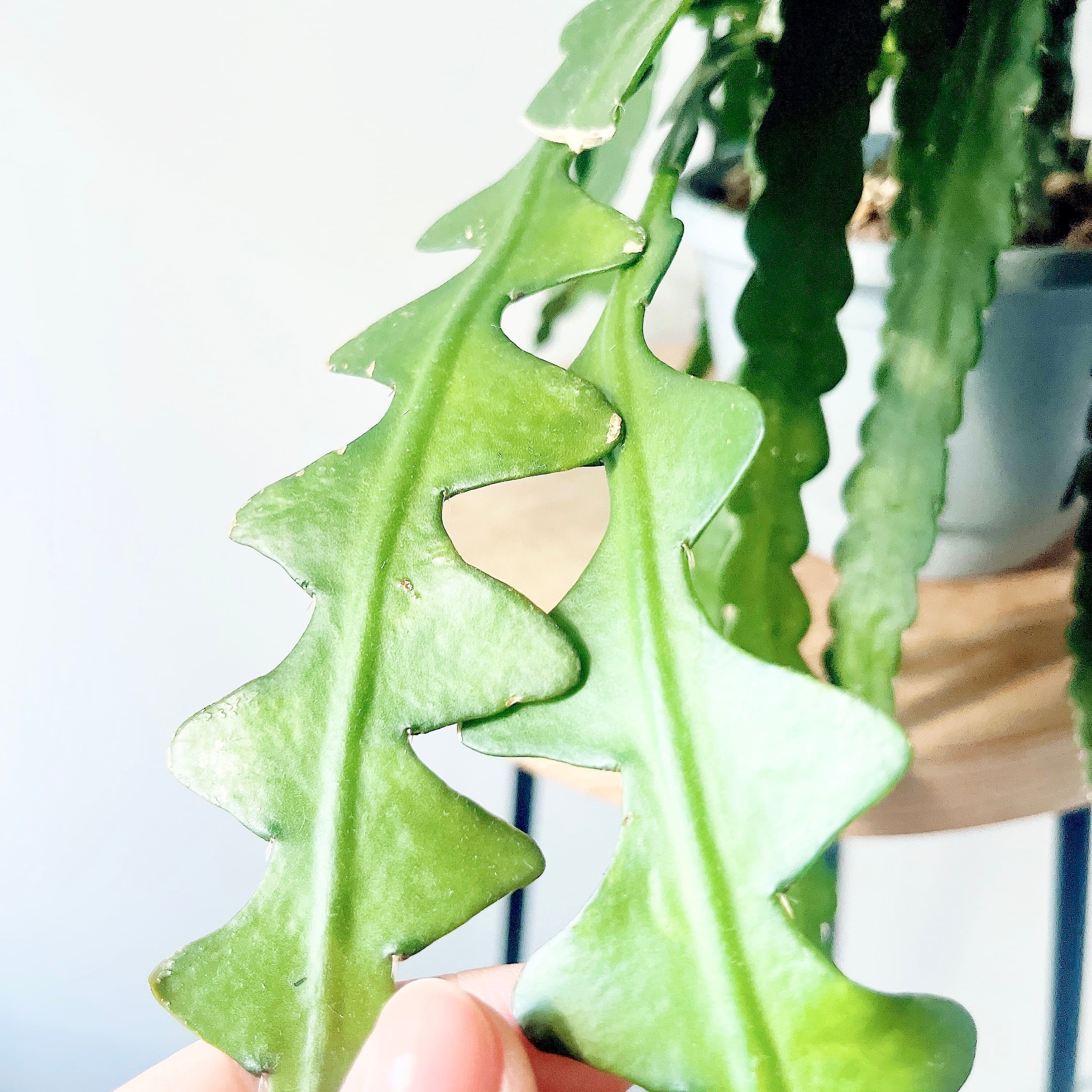 ユニークな葉姿＊フィッシュボーンカクタス＊人気商品【calm cafe