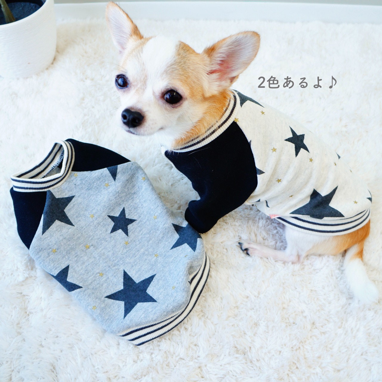 STARトレーナー
