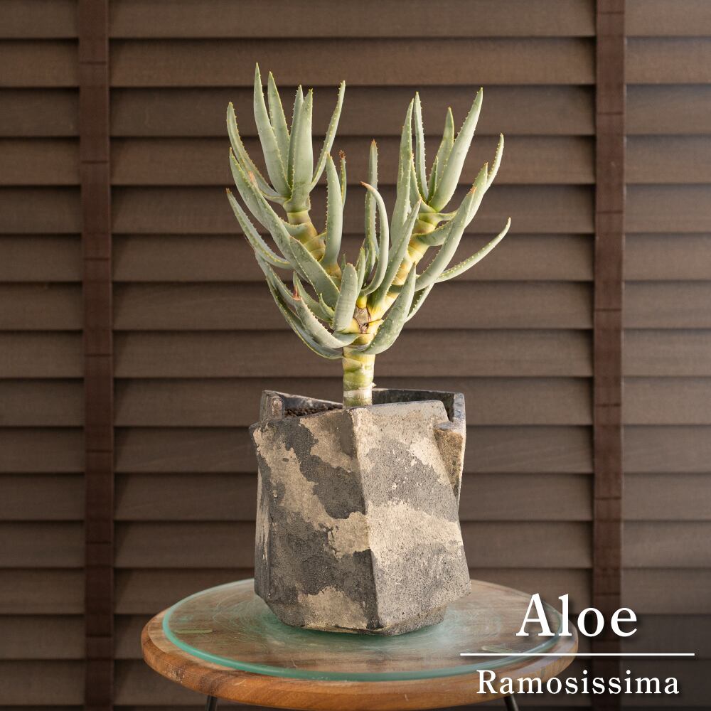 アロエ ラモシシマ Aloe ramosissima 6号 セメント鉢 0814GY