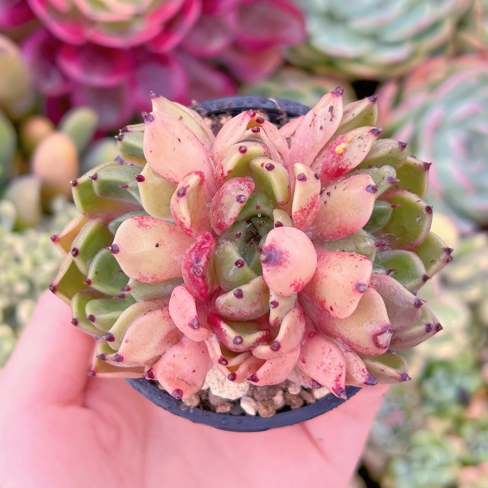 現品　沙羅姫牡丹#C11　群生　るる農園