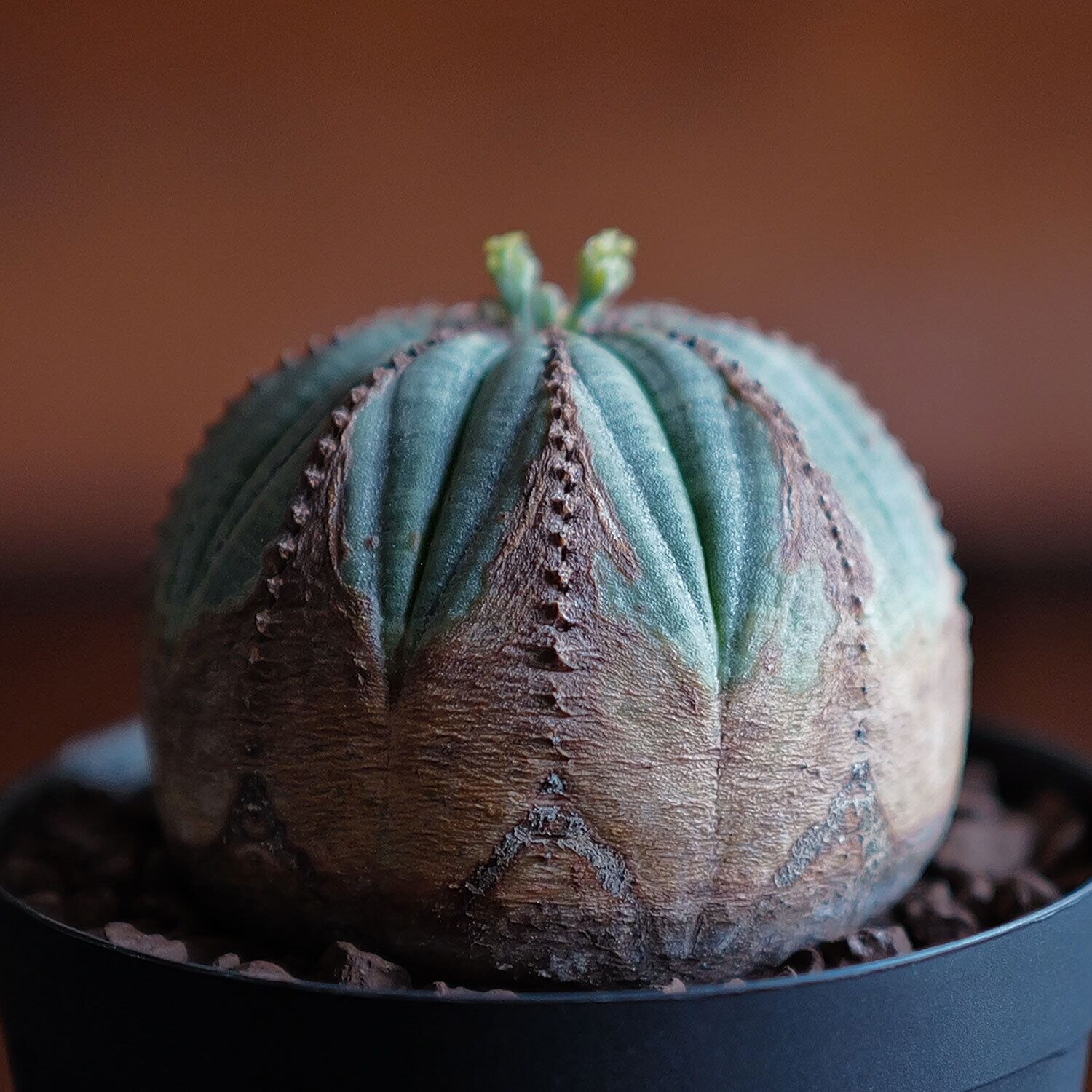 イタリア輸入株 オベサ群生化 綴化あり Euphorbia obesa イタリア輸入株 オベサ群生化 綴化あり Euphorbia obesa