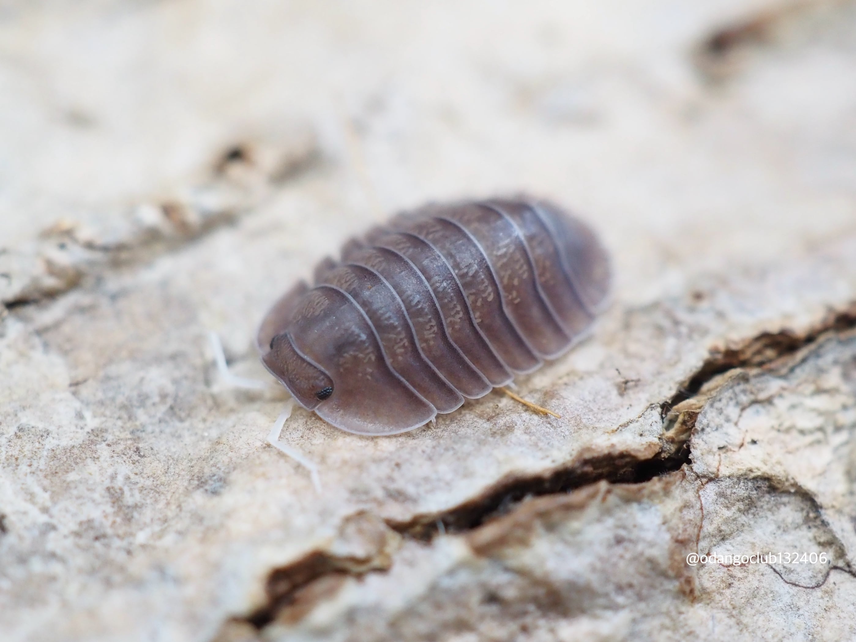 ダンゴムシ ワラジムシ」GW 増量 企画コシビロダンゴムシ レッドスカート 10匹＋5匹 計15匹(即決さらに5匹＋) | ダンゴムシ 5匹 コシビロ  ワラジムシ フチゾリネッタイコシビロダンゴムシ編｜ガシャポン