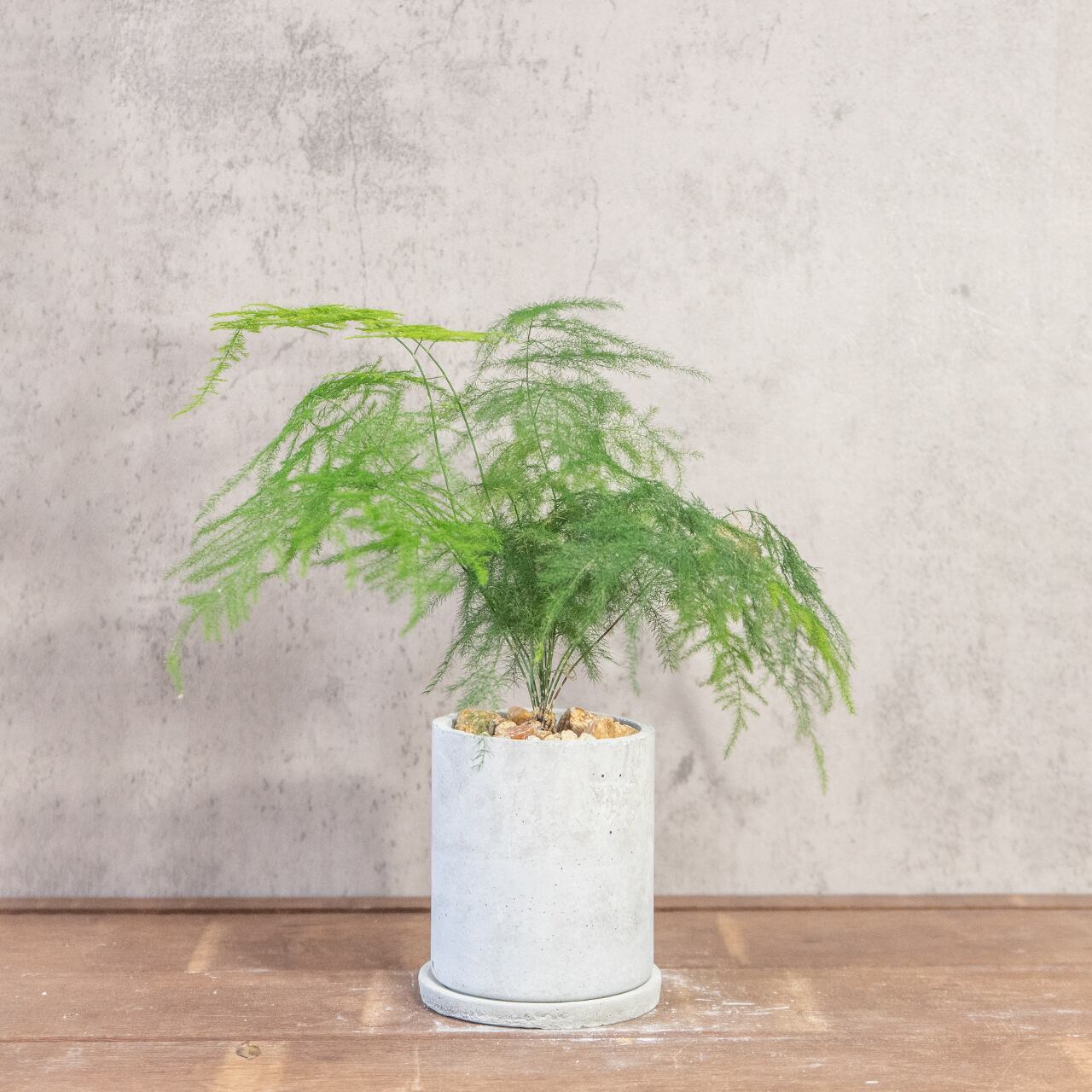 ユーカリ・ポポラス｜しなやかな曲がり枝が美しいモダン盆栽仕立て【手づくりモルタル鉢】