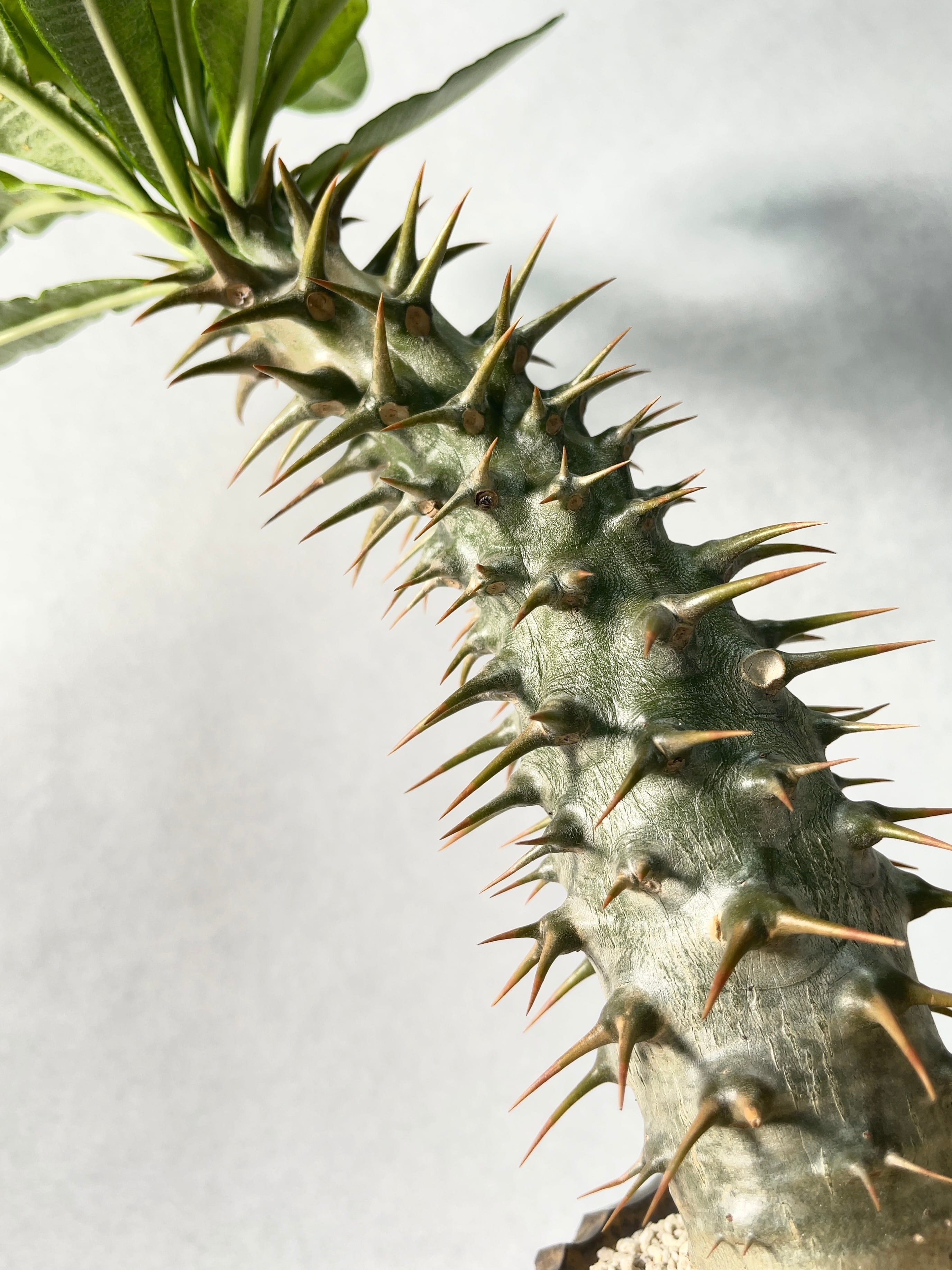 パキポディウム・アンボンゲンセ | trigger