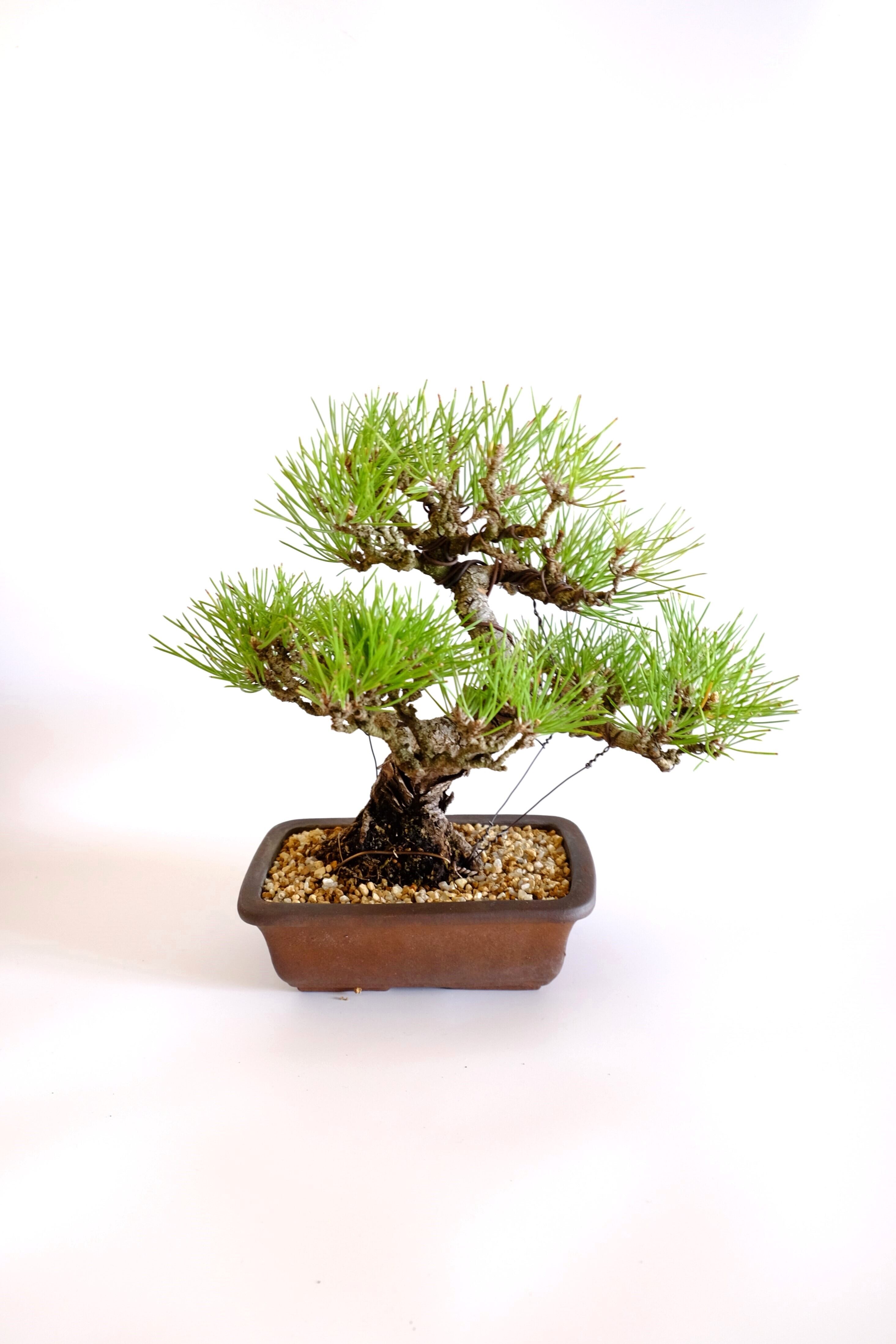 M. 黒松 Kuromatsu (Black pine) | BONSAI CLUB TOKYO M. 黒松 Kuromatsu (Black pine) | BONSAI CLUB TOKYO