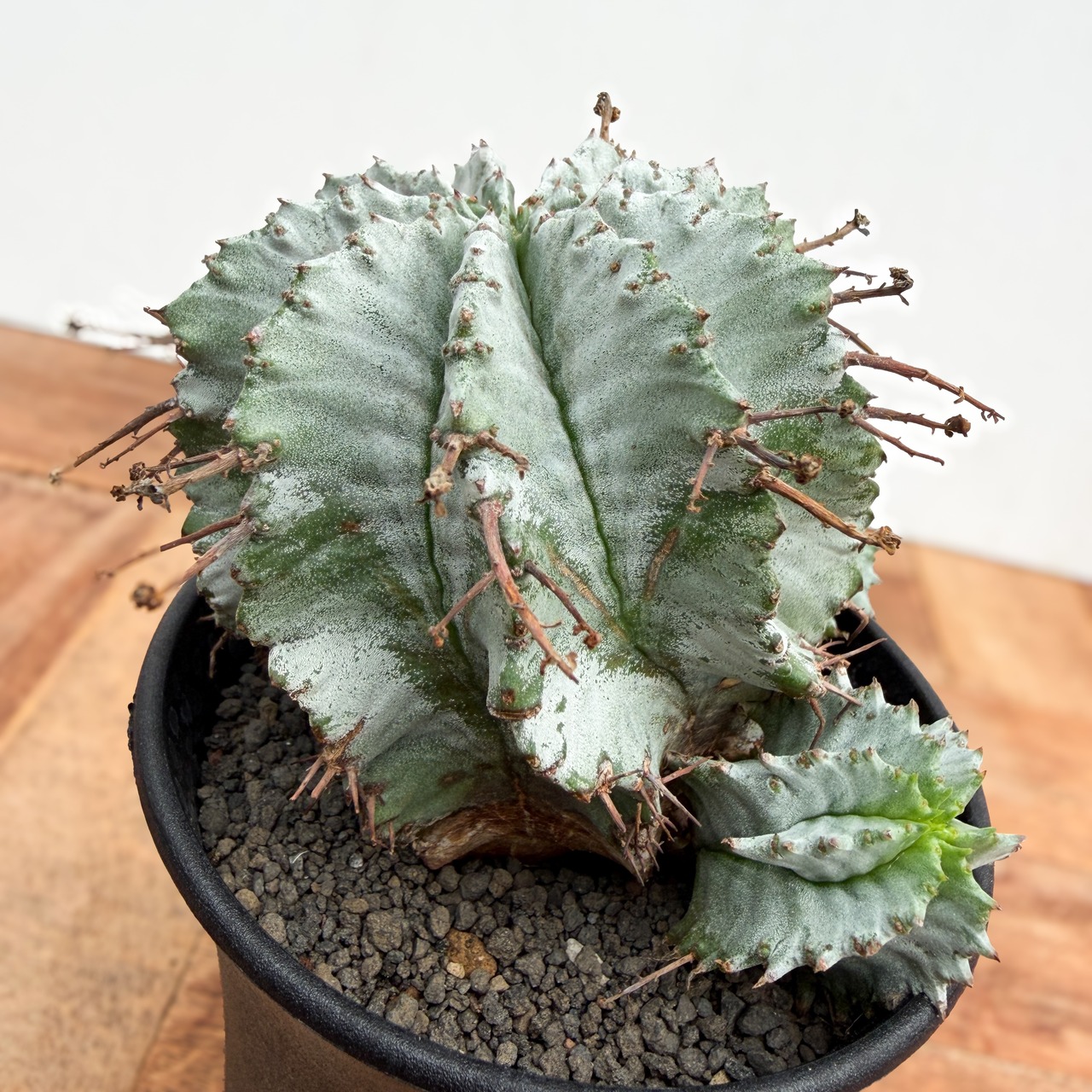 Euphorbia hyb. horrida【ユーフォルビア・玉型白ホリダ】