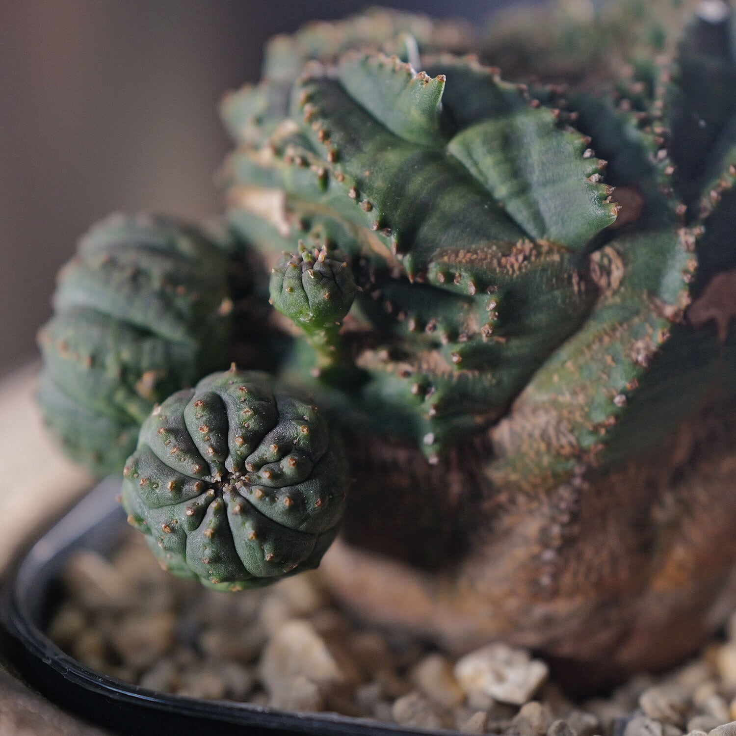 超厳選株】大株 最大幅約9.6cm 仔吹き 円扇綴化 オベサ