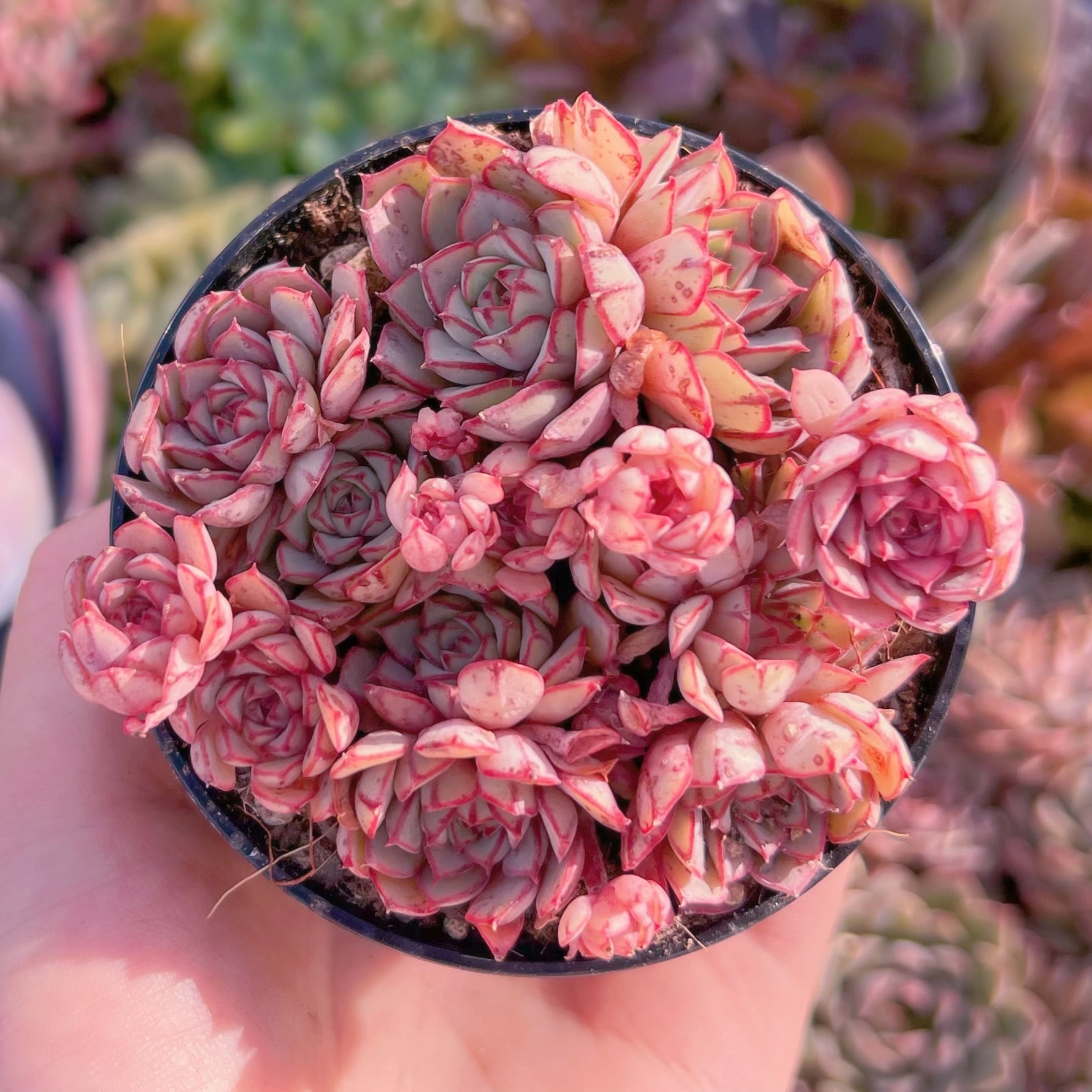 現品　シンデレラ#E03　群生　新入荷　るる農園