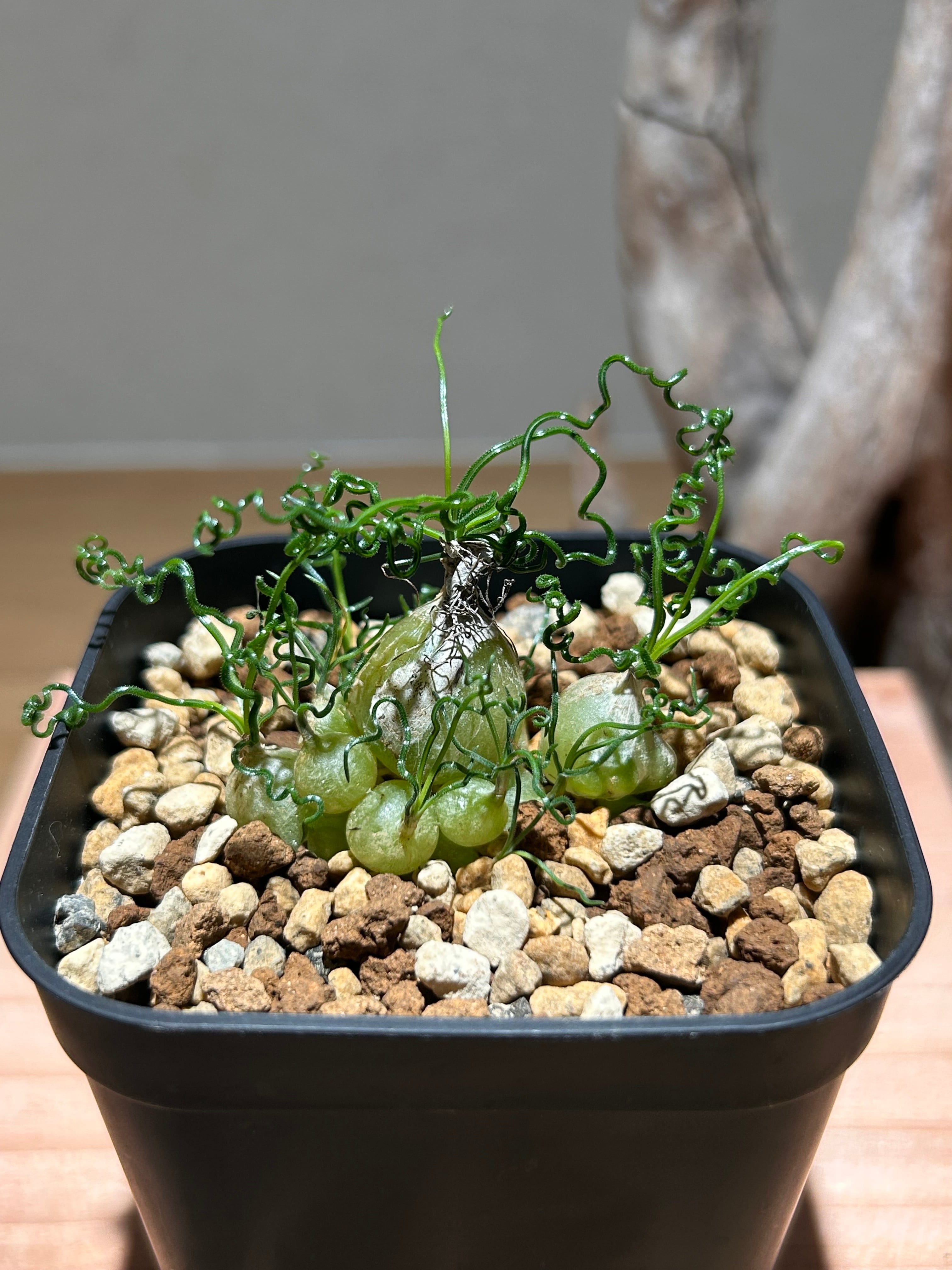 エキノプシス パチャノイ 多聞柱 信楽焼陶器鉢付き | アトリエRatel