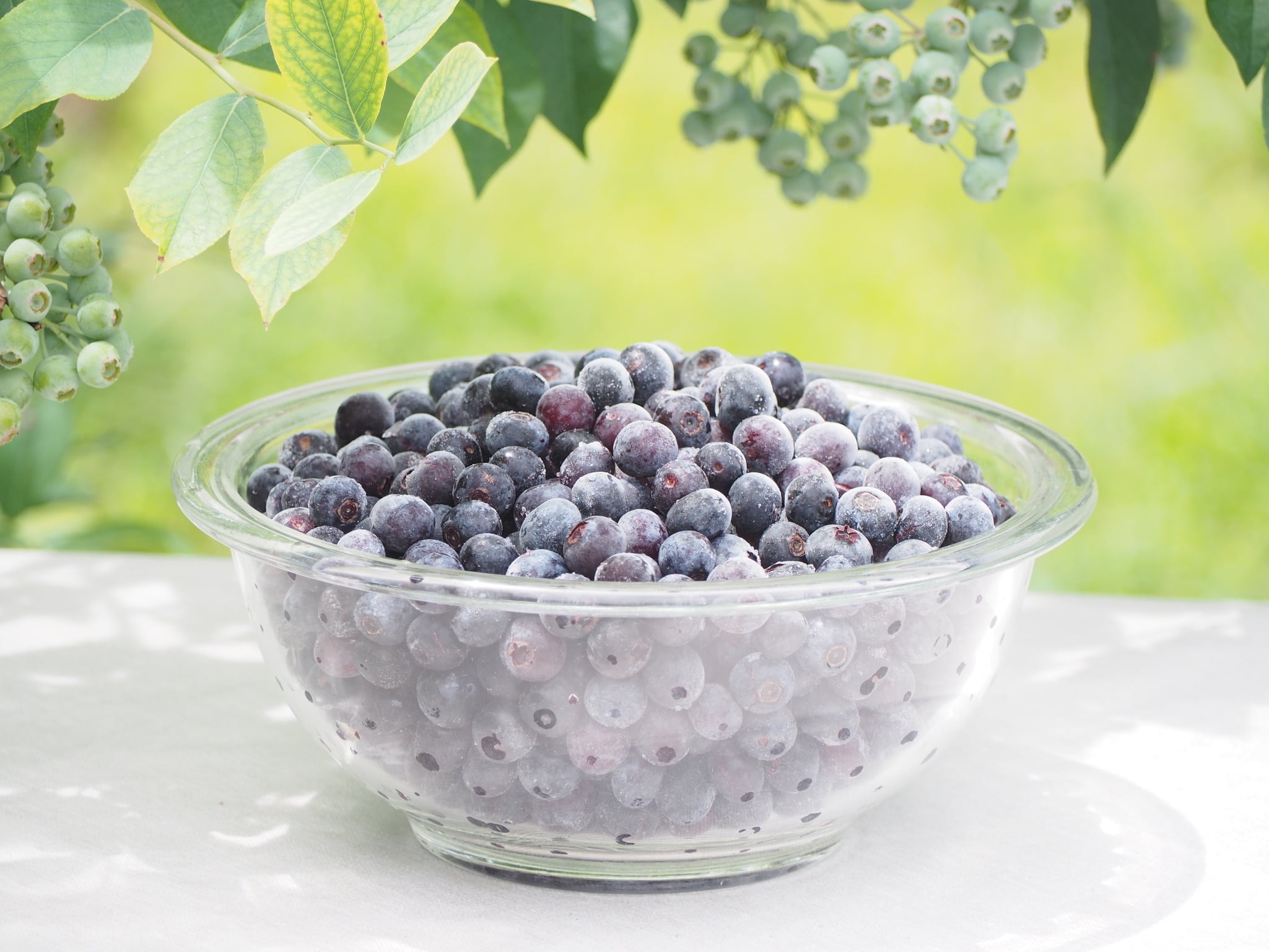 Blueberry Farm SUZUKI